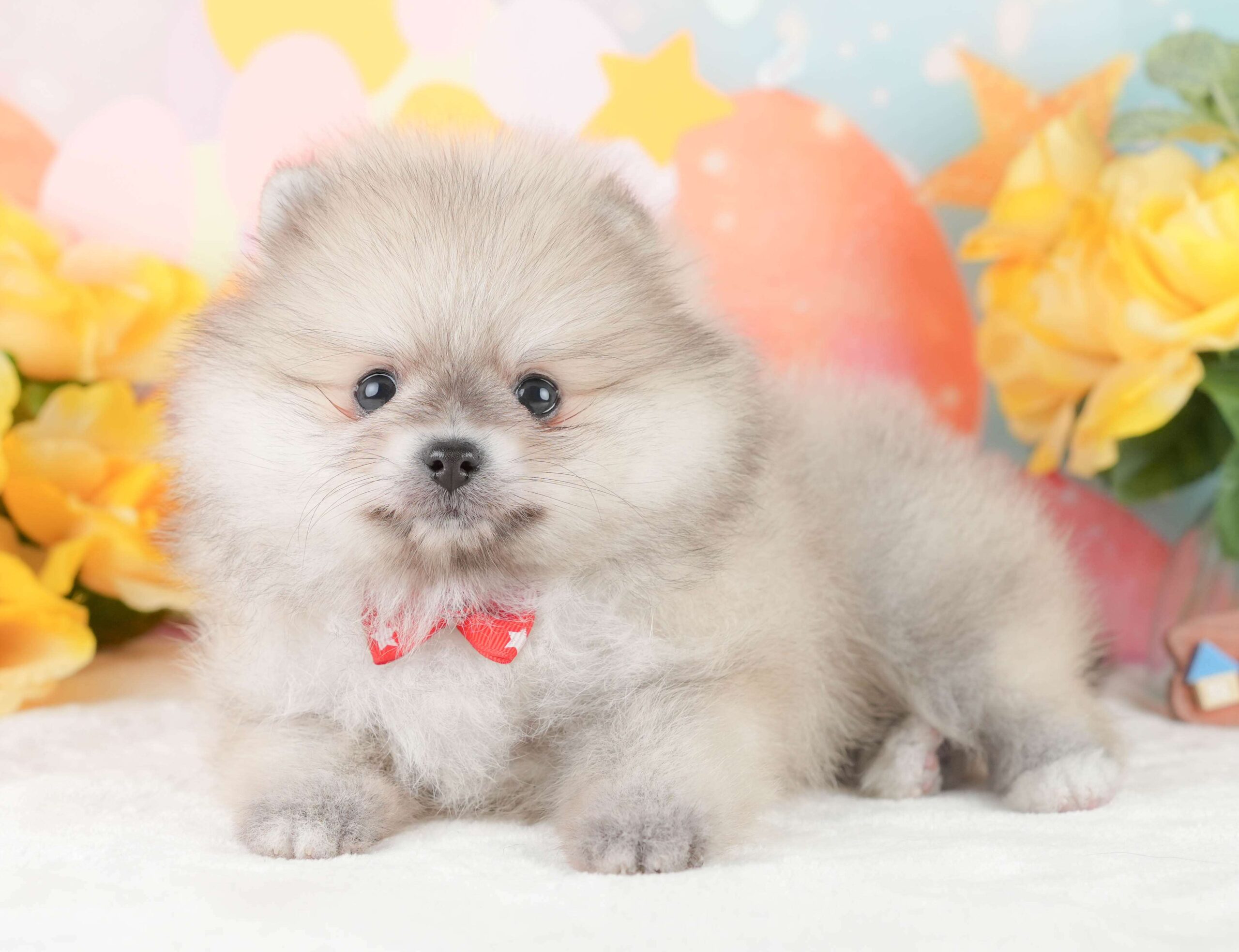 ポメラニアン | 女の子 | クリーム | 2026年2月1日