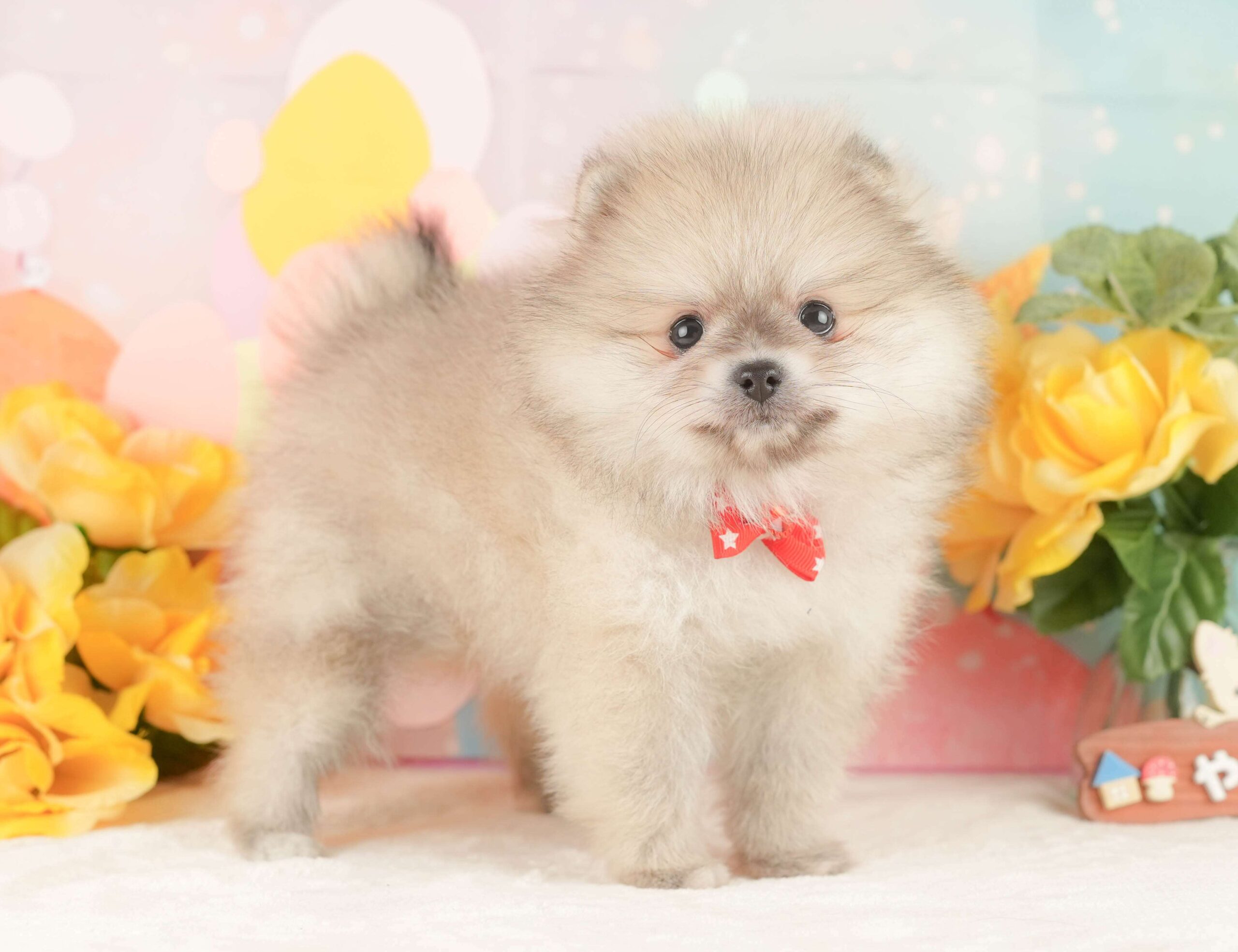 ポメラニアン | 女の子 | クリーム | 2026年2月1日