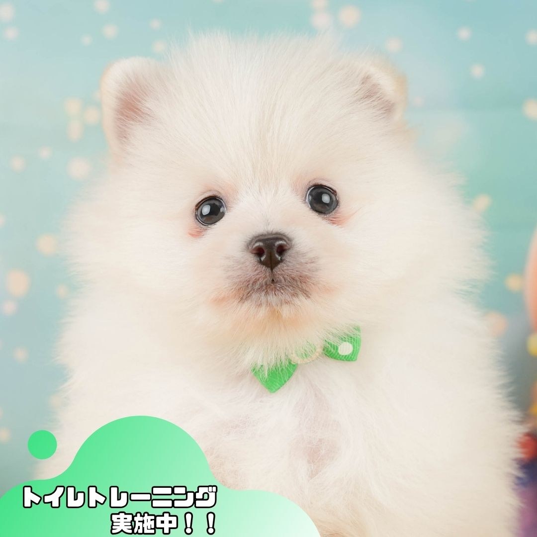 ポメラニアン | 男の子 | ホワイト | 2026年2月1日