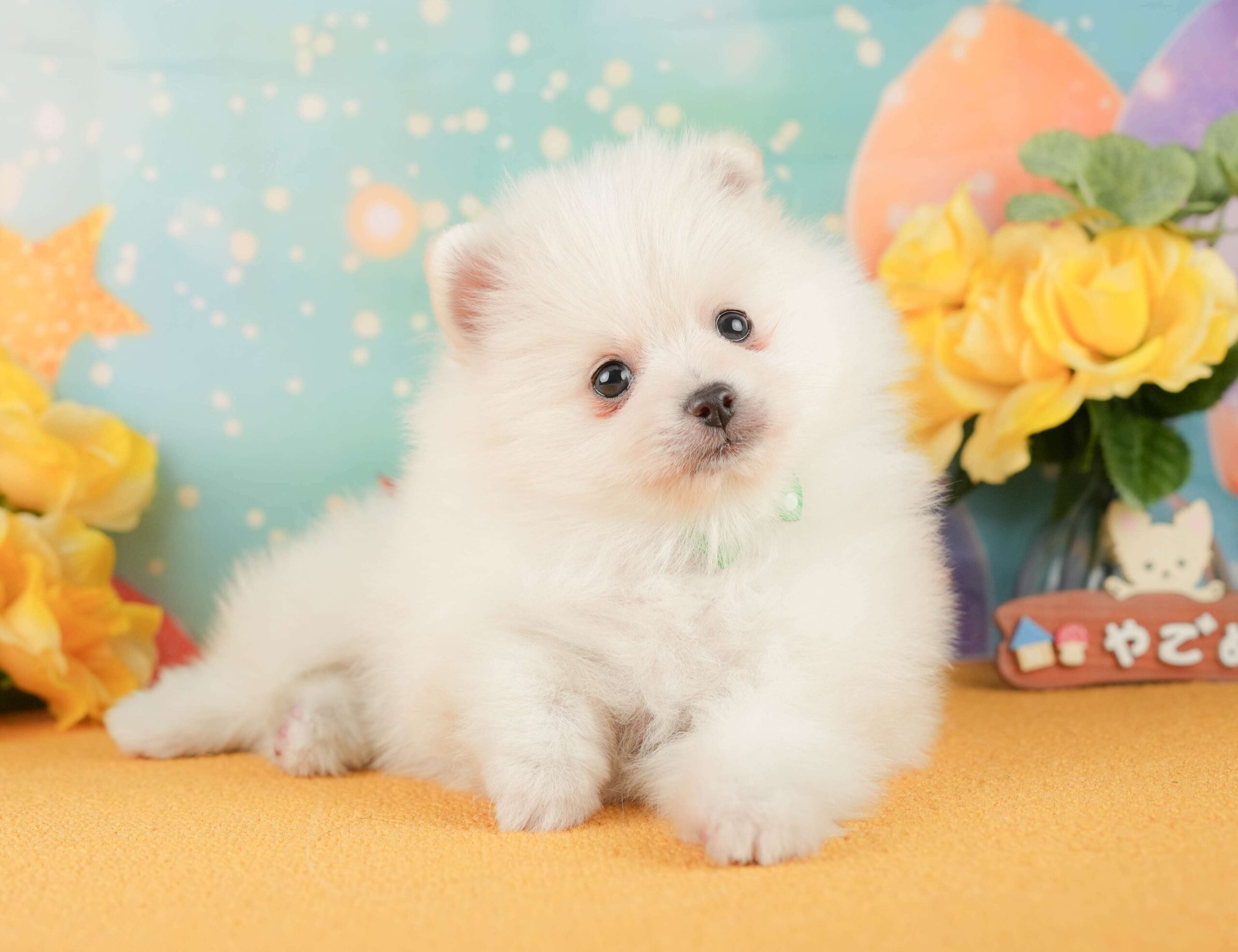ポメラニアン | 男の子 | ホワイト | 2026年2月1日
