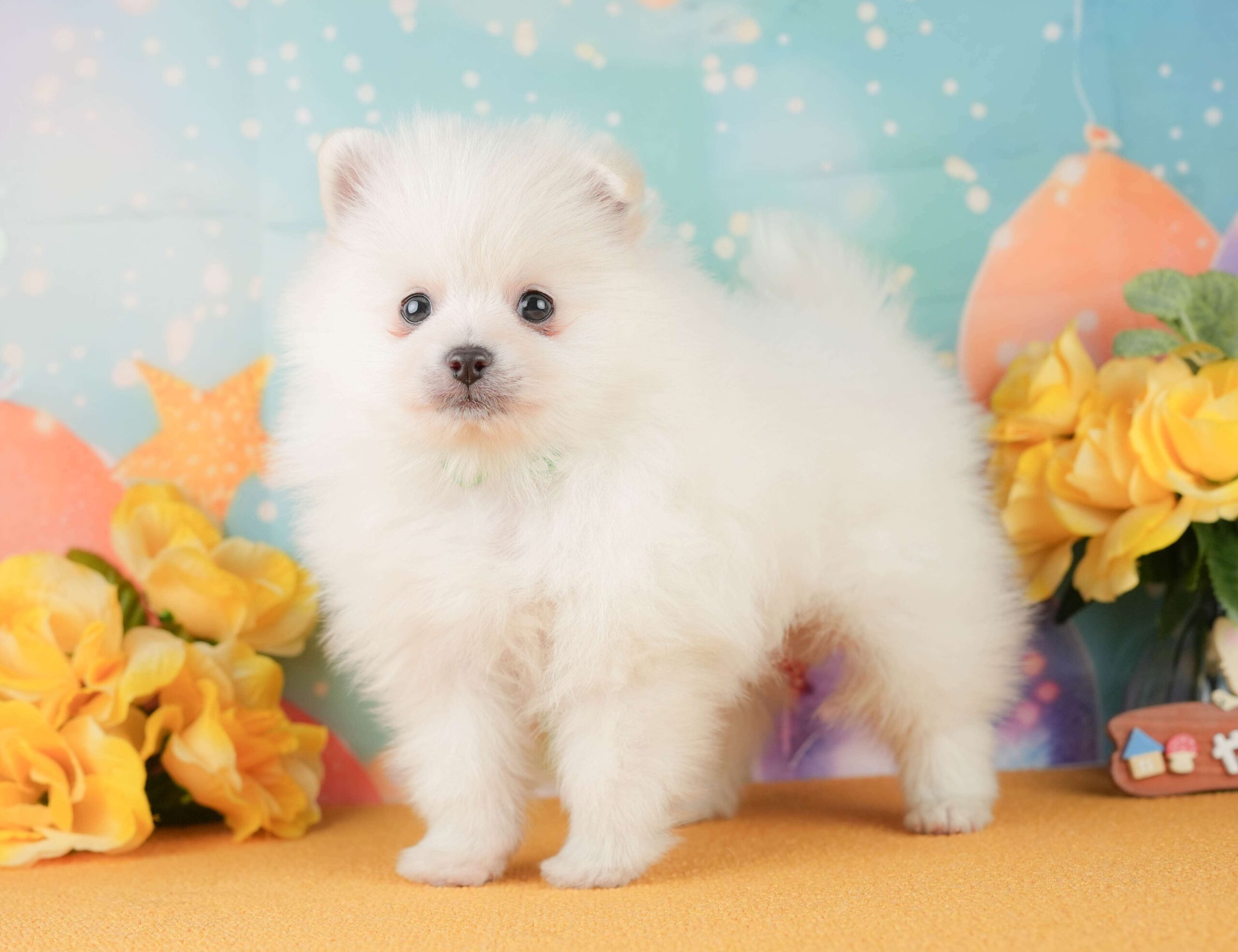ポメラニアン | 男の子 | ホワイト | 2026年2月1日