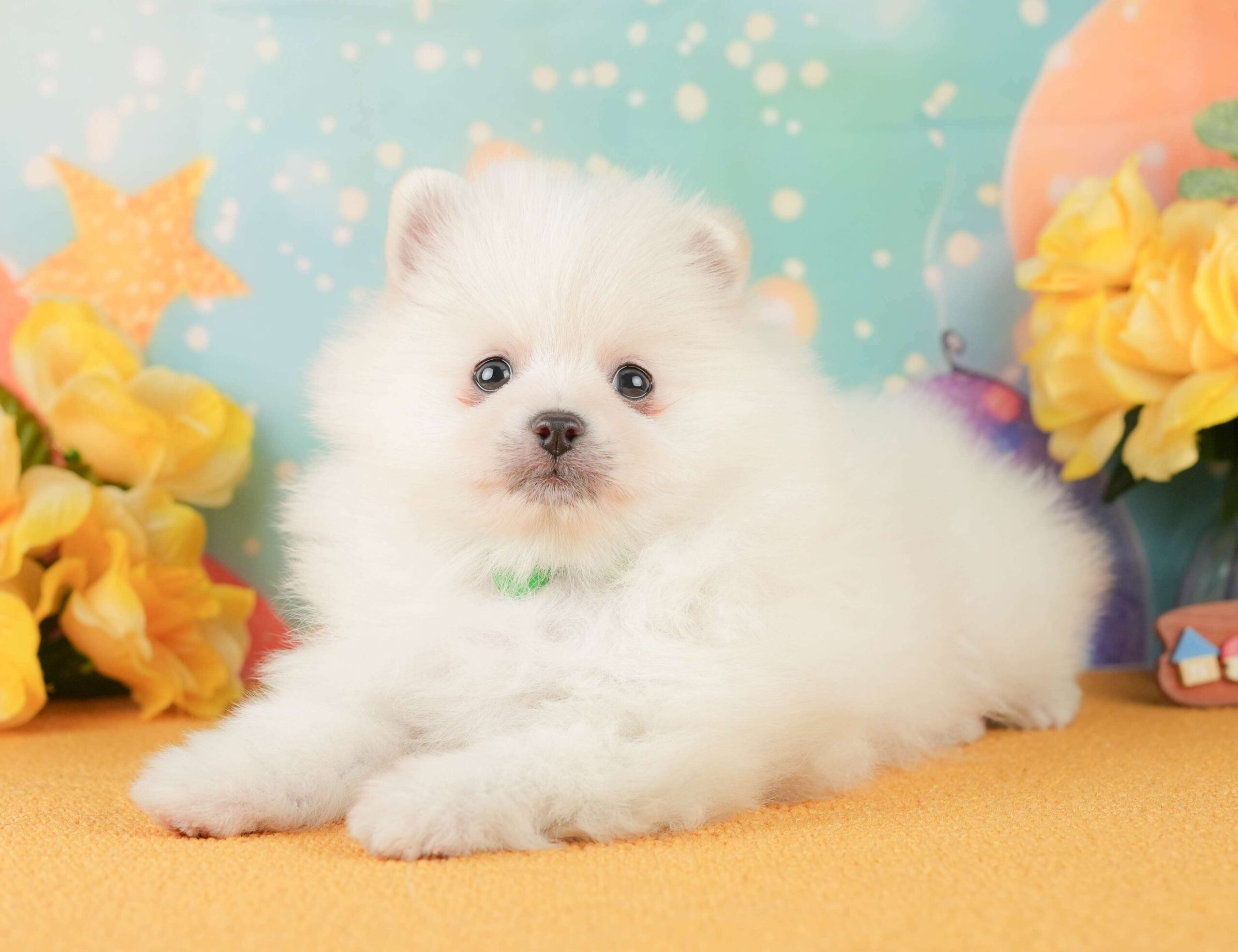 ポメラニアン | 男の子 | ホワイト | 2026年2月1日