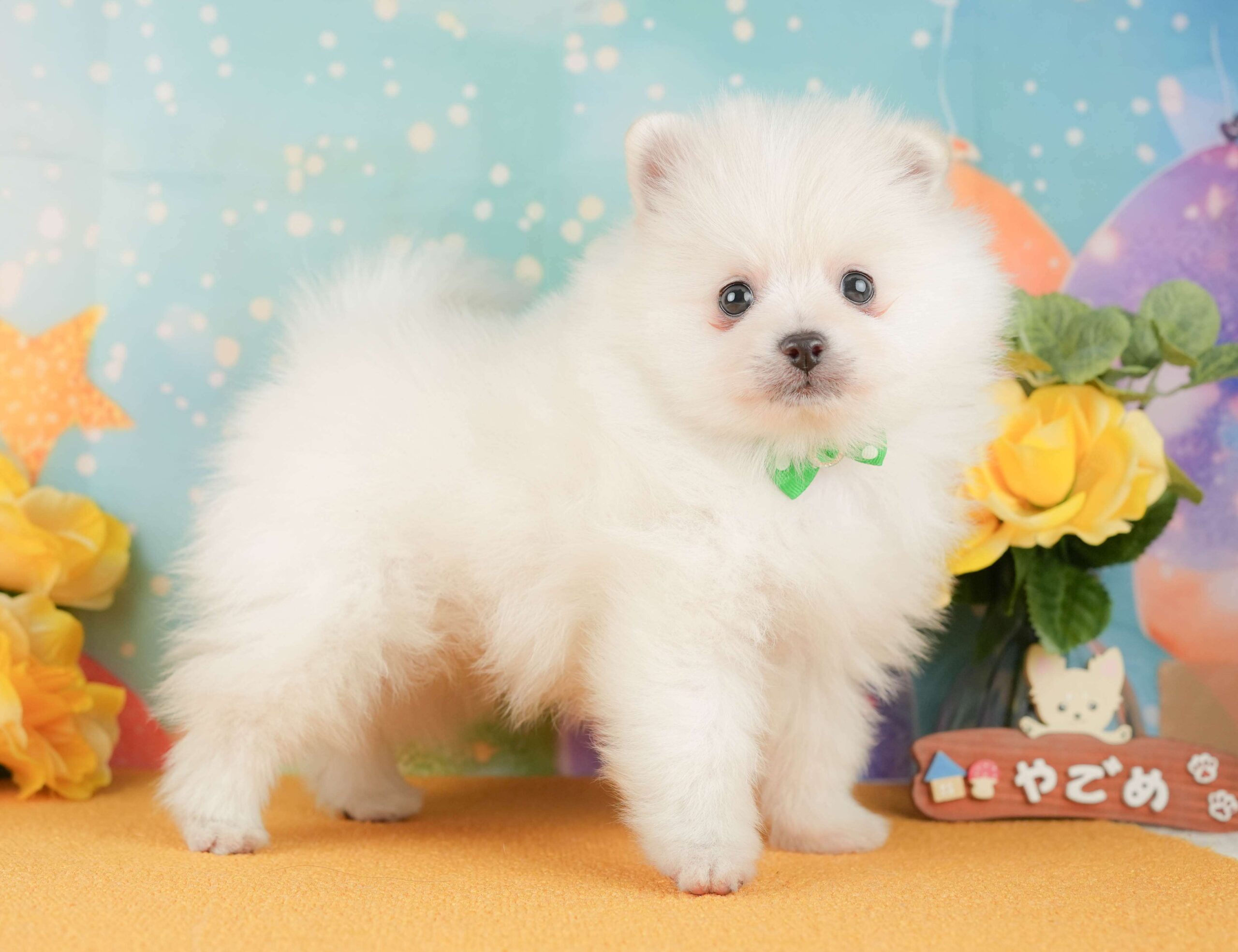 ポメラニアン | 男の子 | ホワイト | 2026年2月1日