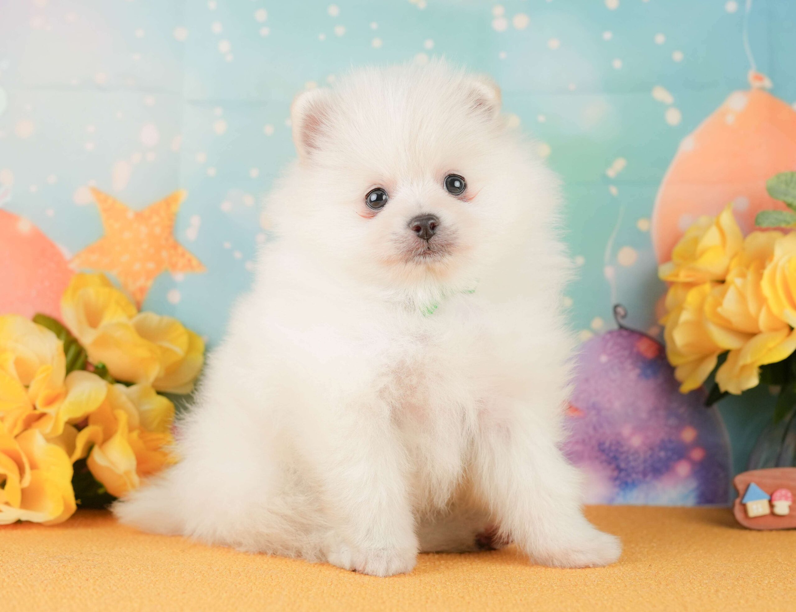 ポメラニアン | 男の子 | ホワイト | 2026年2月1日