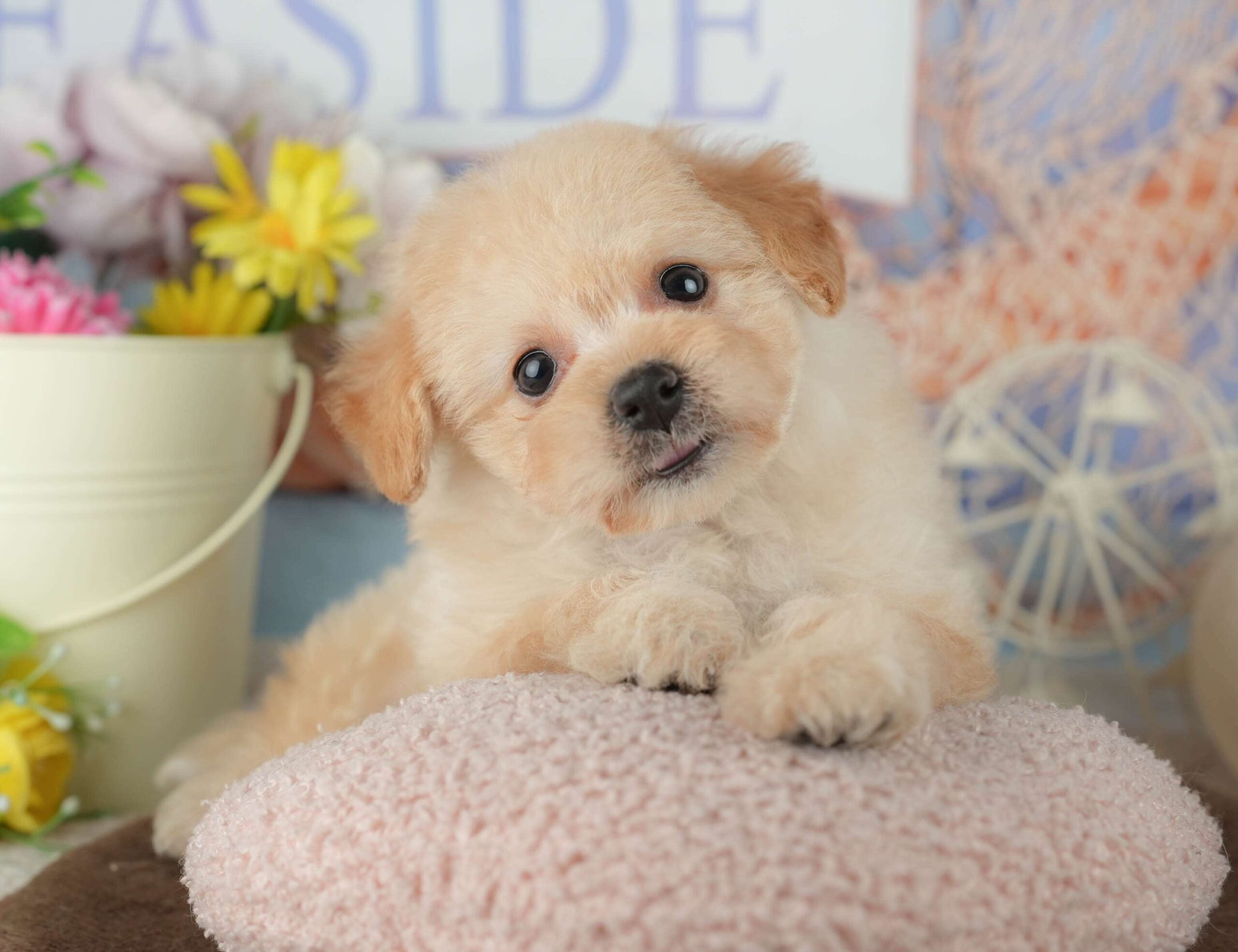 ポメプー | 女の子 | クリーム | 2026年2月1日