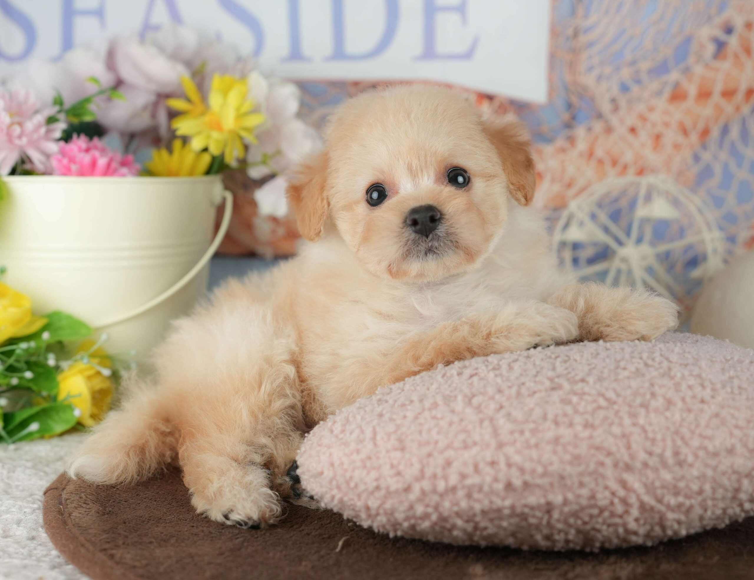 ポメプー | 女の子 | クリーム | 2026年2月1日