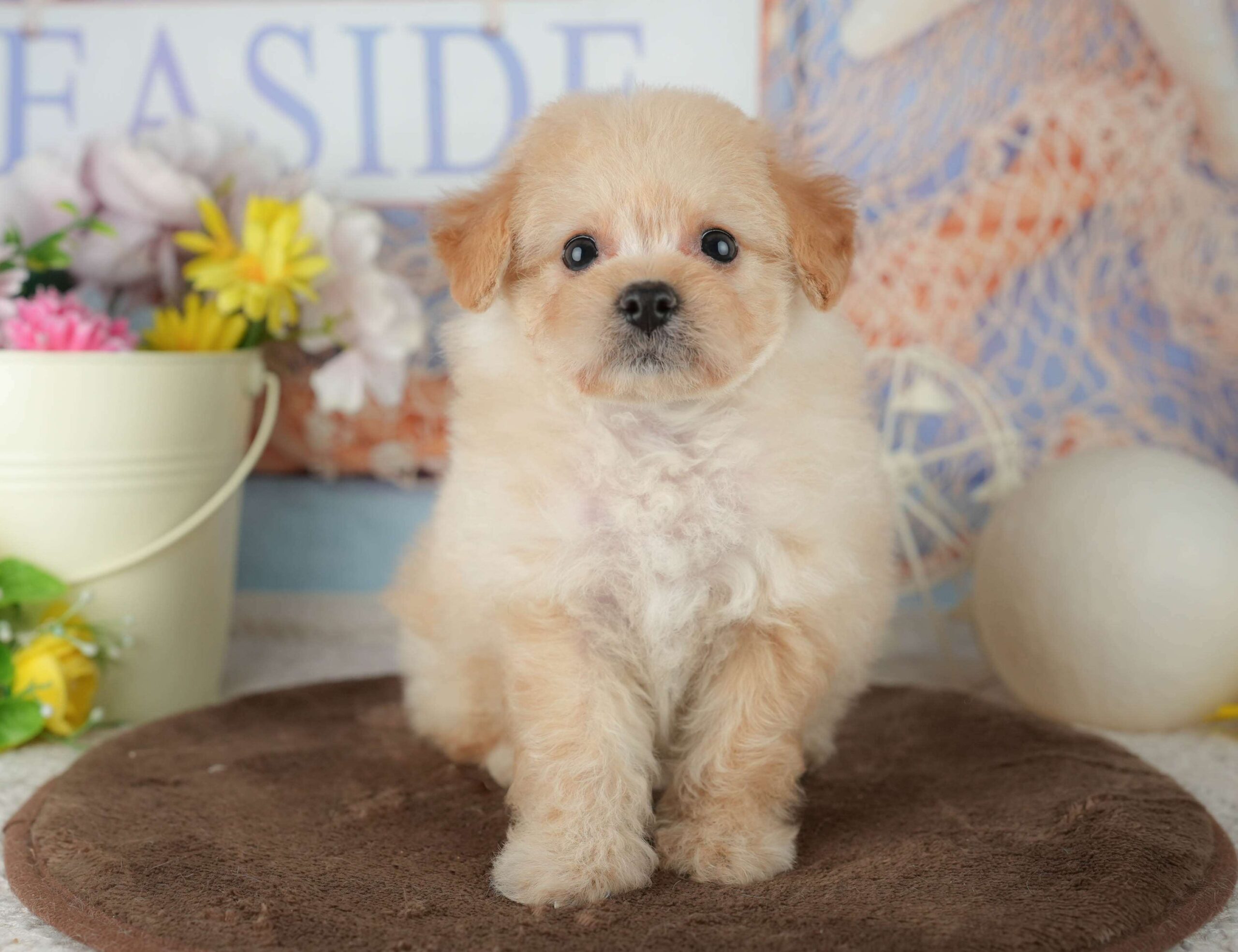 ポメプー | 女の子 | クリーム | 2026年2月1日