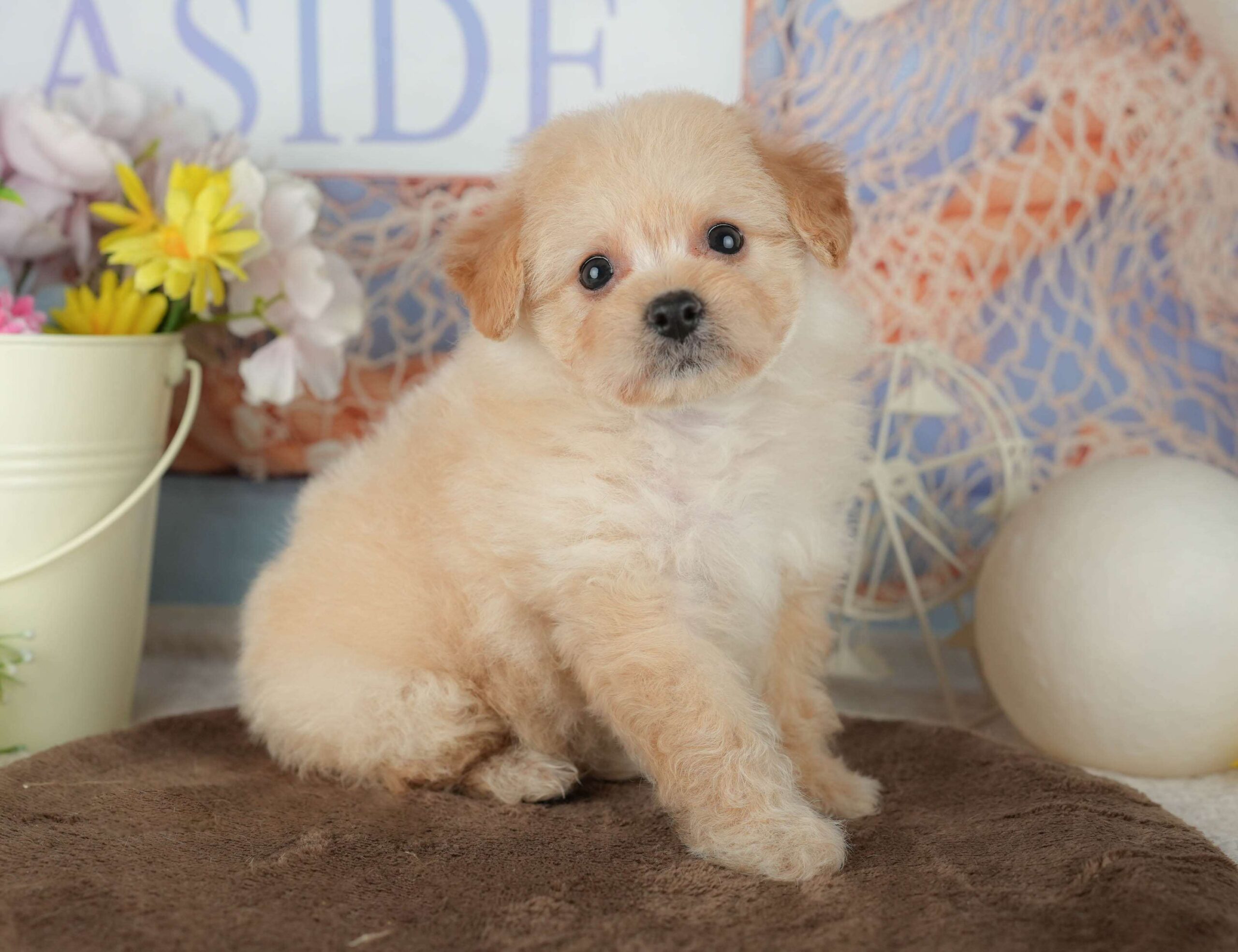 ポメプー | 女の子 | クリーム | 2026年2月1日