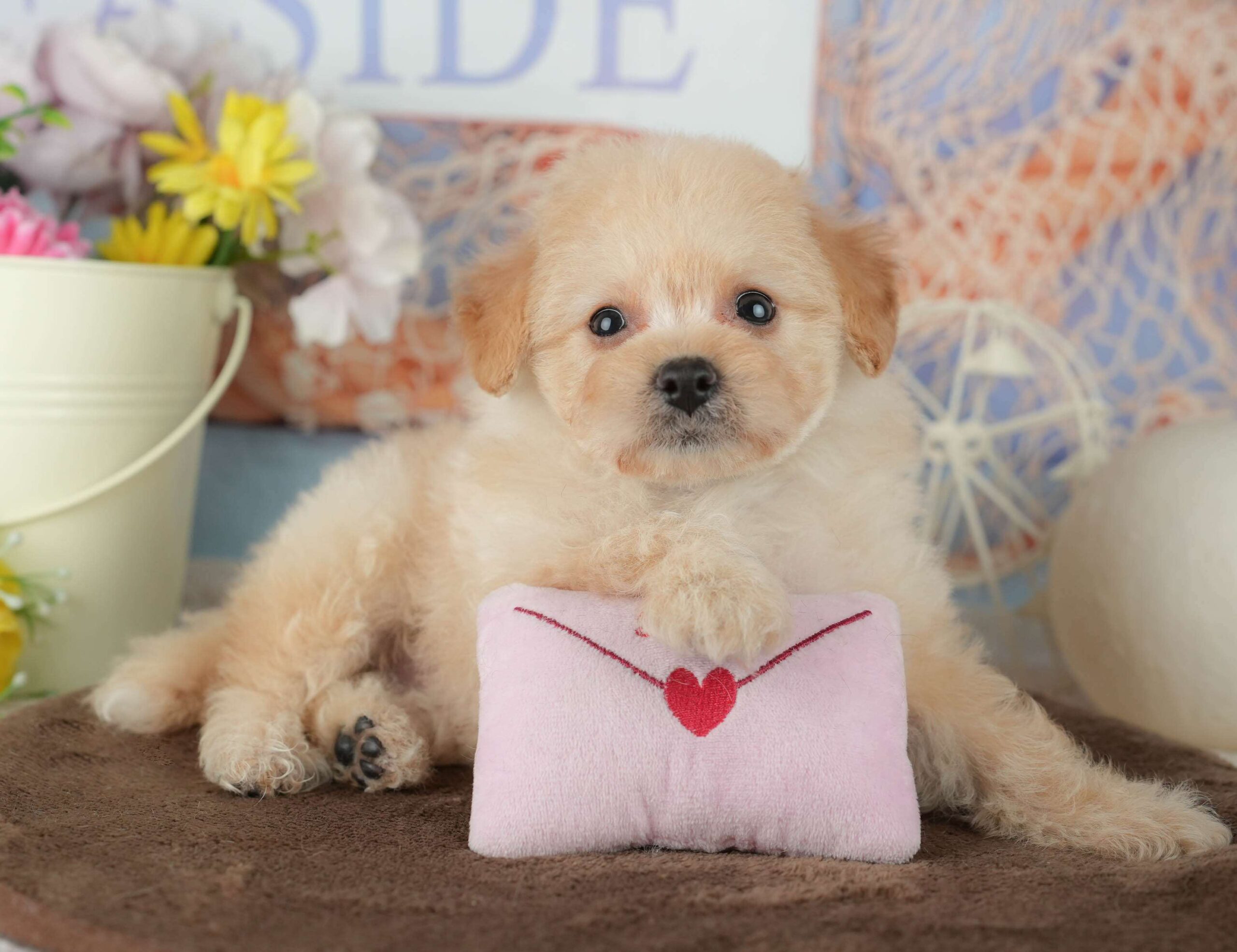 ポメプー | 女の子 | クリーム | 2026年2月1日