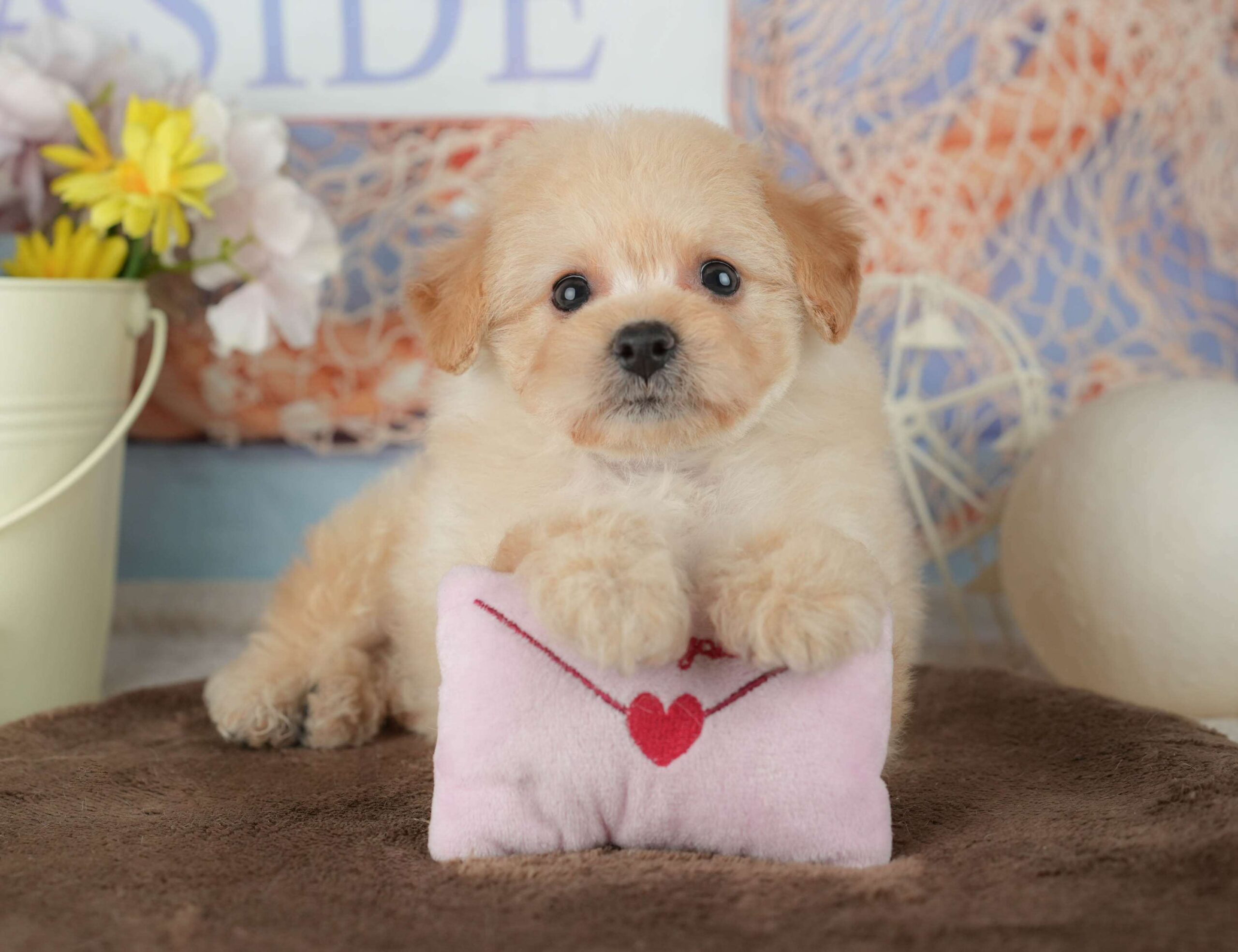 ポメプー | 女の子 | クリーム | 2026年2月1日