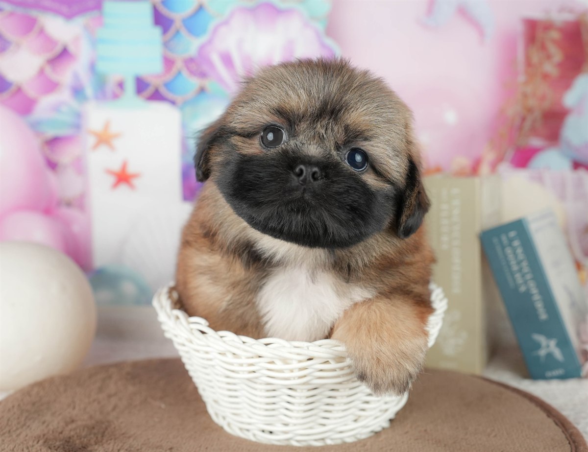 ペキシーズー | 男の子 | フォーン | 2026年2月1日