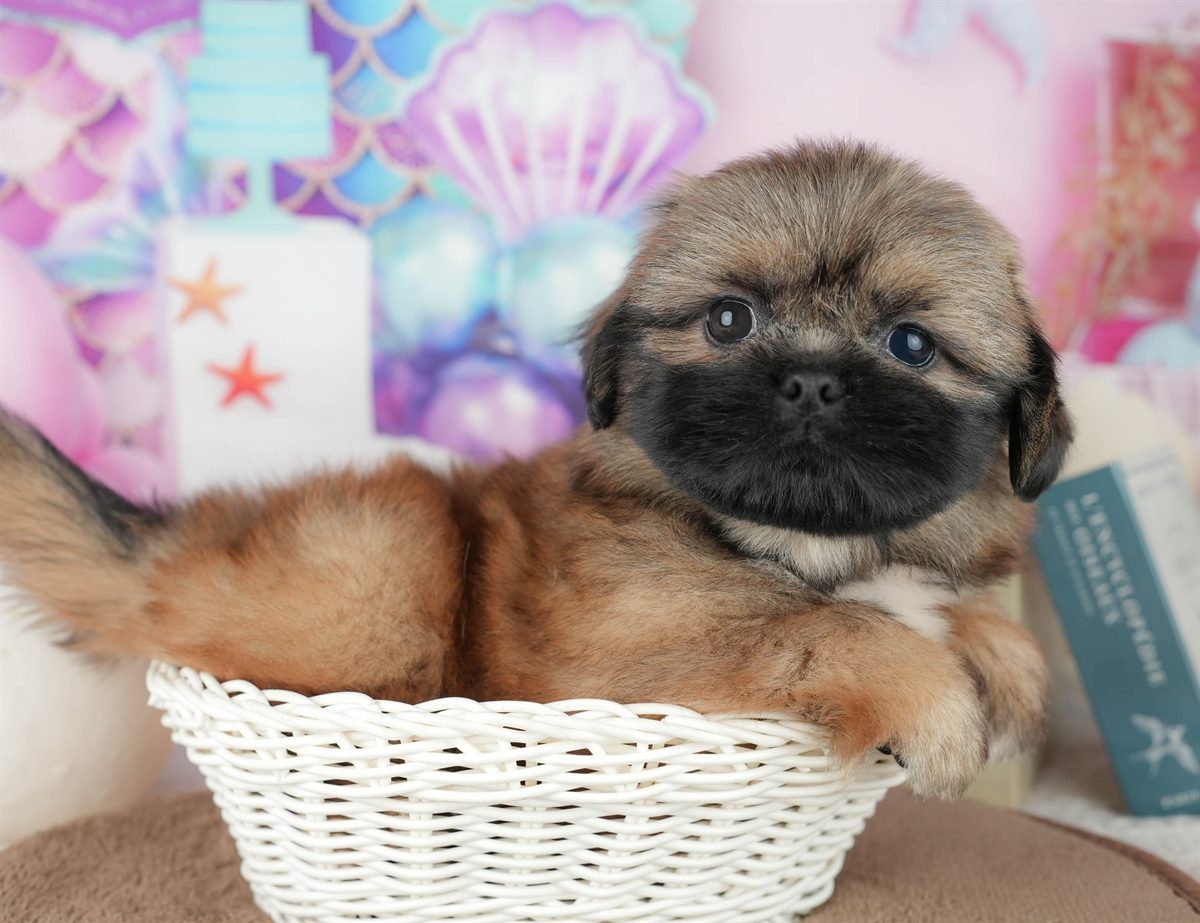 ペキシーズー | 男の子 | フォーン | 2026年2月1日