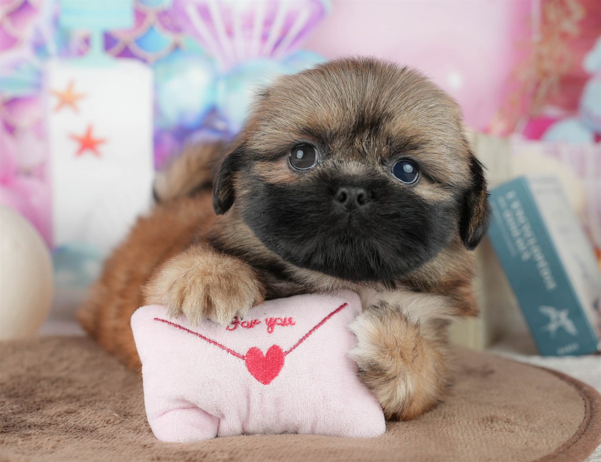 ペキシーズー | 男の子 | フォーン | 2026年2月1日