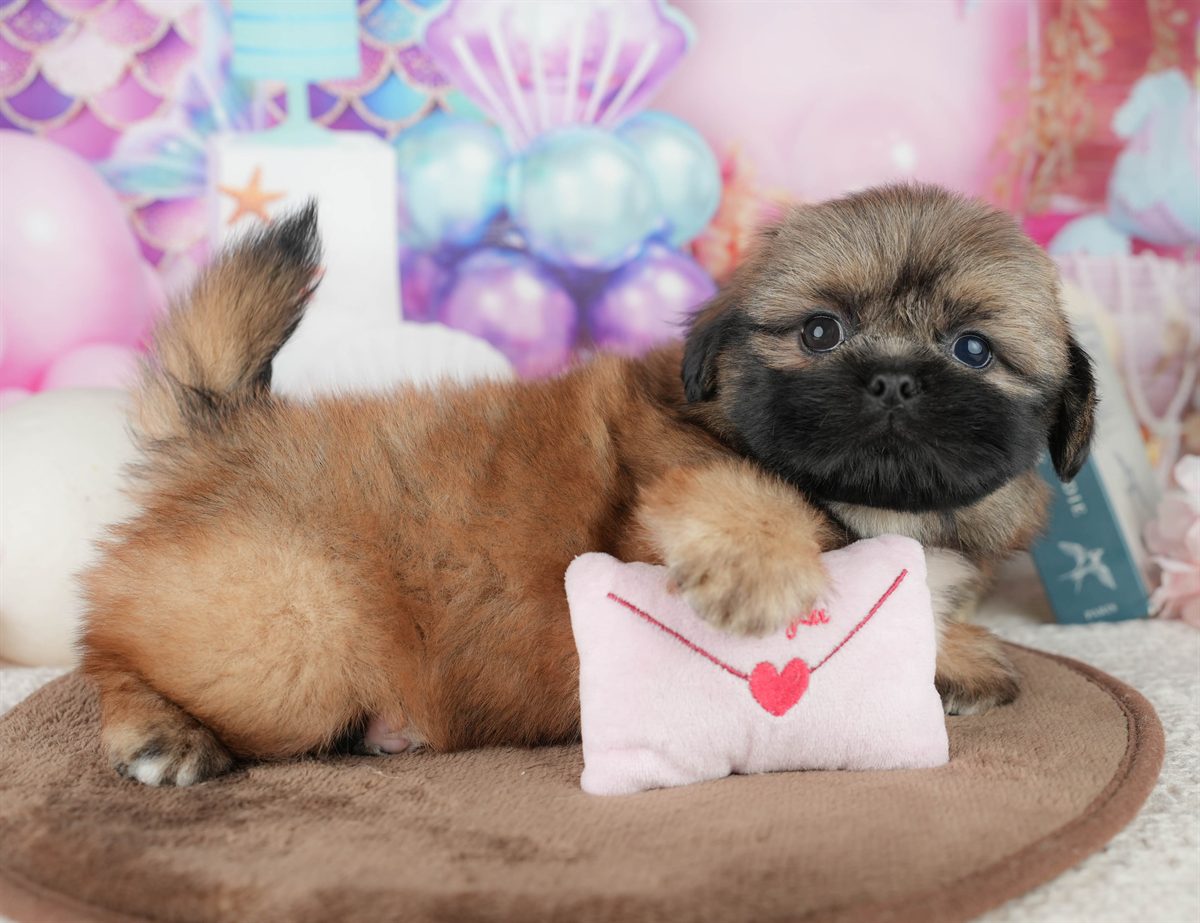 ペキシーズー | 男の子 | フォーン | 2026年2月1日