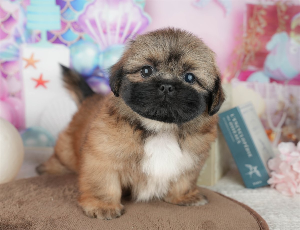 ペキシーズー | 男の子 | フォーン | 2026年2月1日