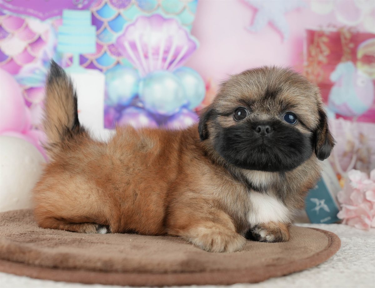 ペキシーズー | 男の子 | フォーン | 2026年2月1日