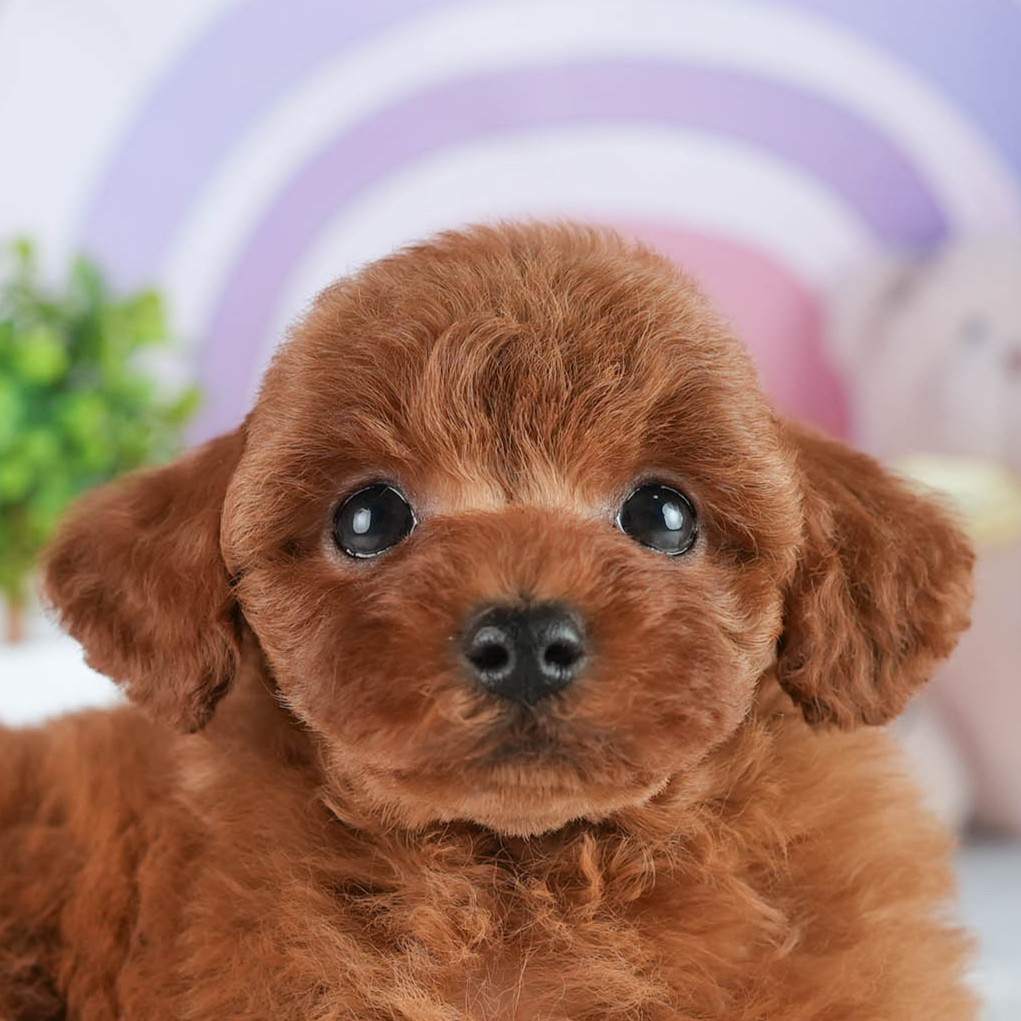 トイ・プードル | 男の子 | レッド | 2026年2月2日