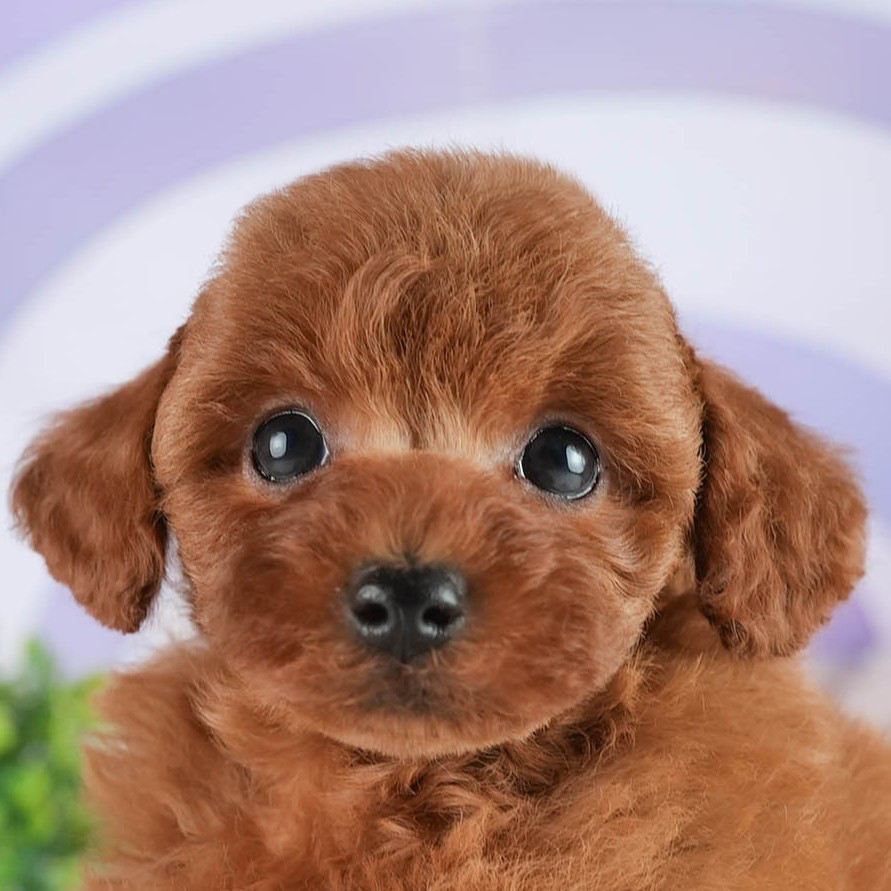 トイ・プードル | 男の子 | レッド | 2026年2月2日