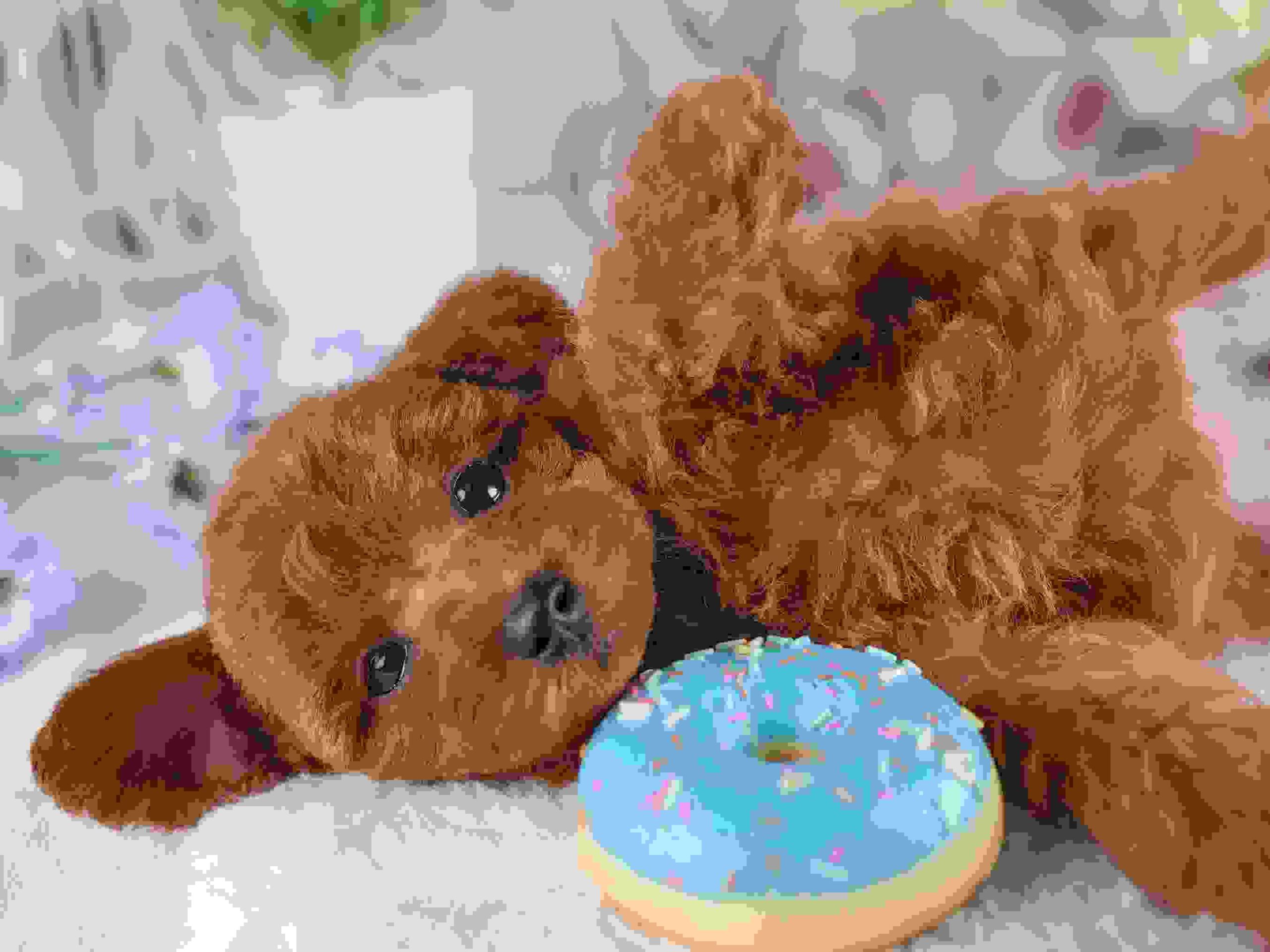 トイ・プードル | 男の子 | レッド | 2026年2月2日