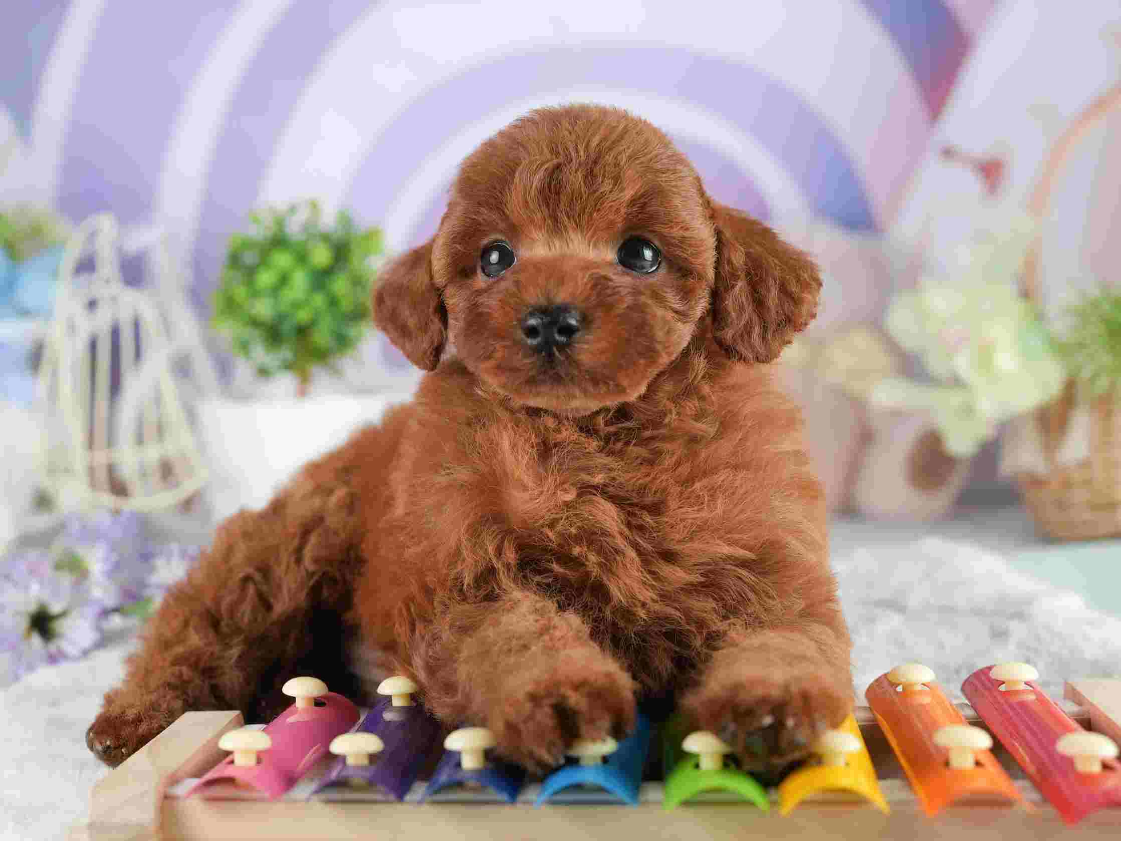 トイ・プードル | 男の子 | レッド | 2026年2月2日