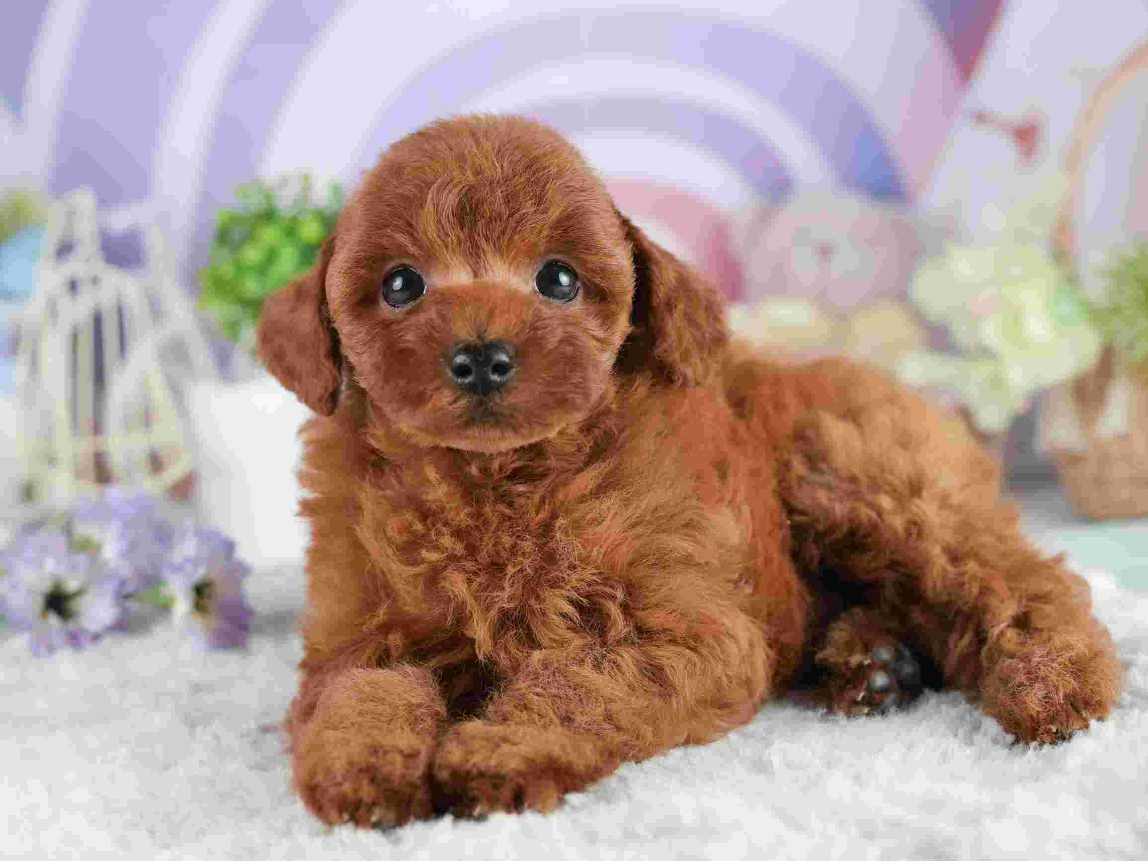 トイ・プードル | 男の子 | レッド | 2026年2月2日