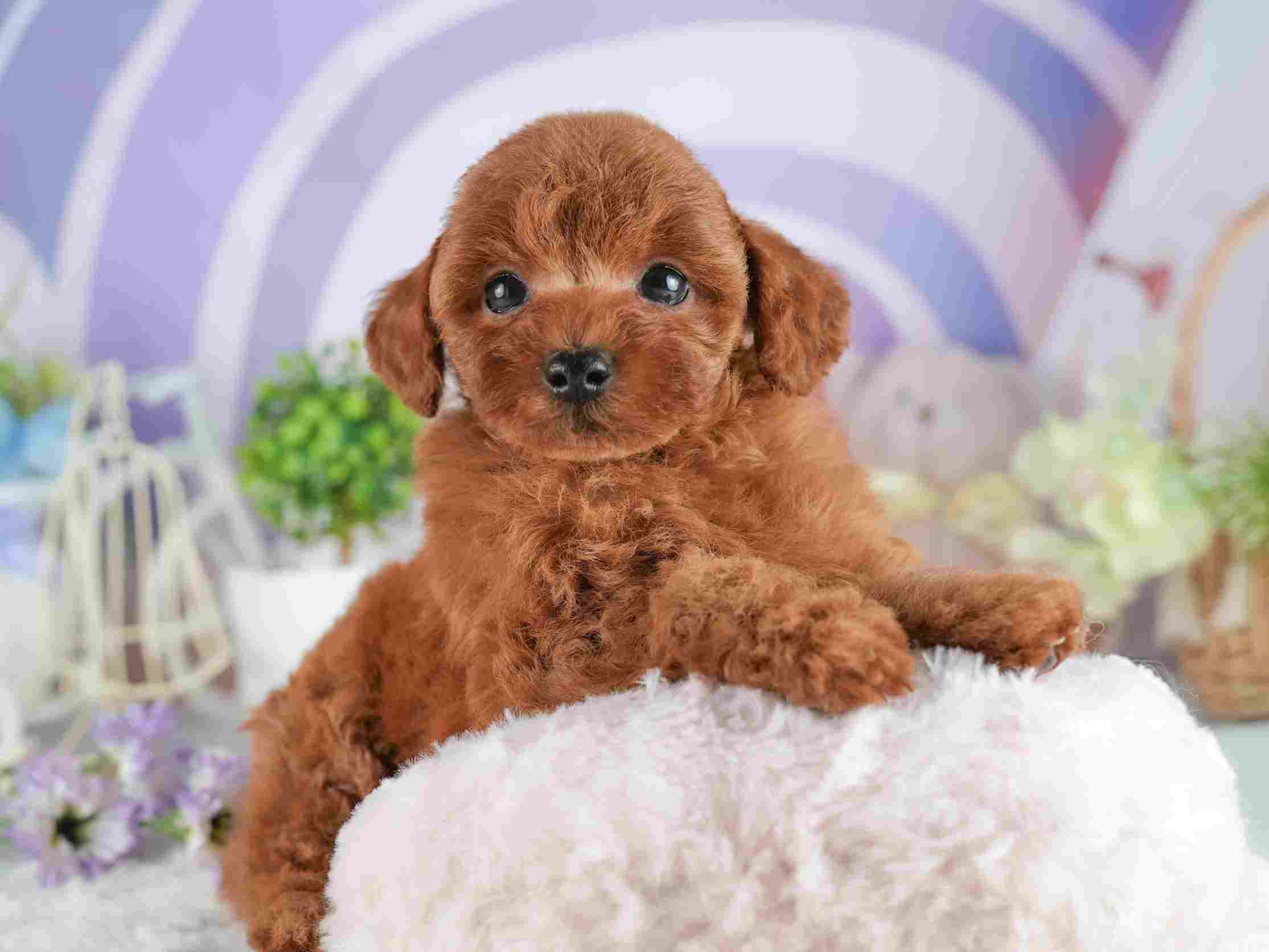 トイ・プードル | 男の子 | レッド | 2026年2月2日