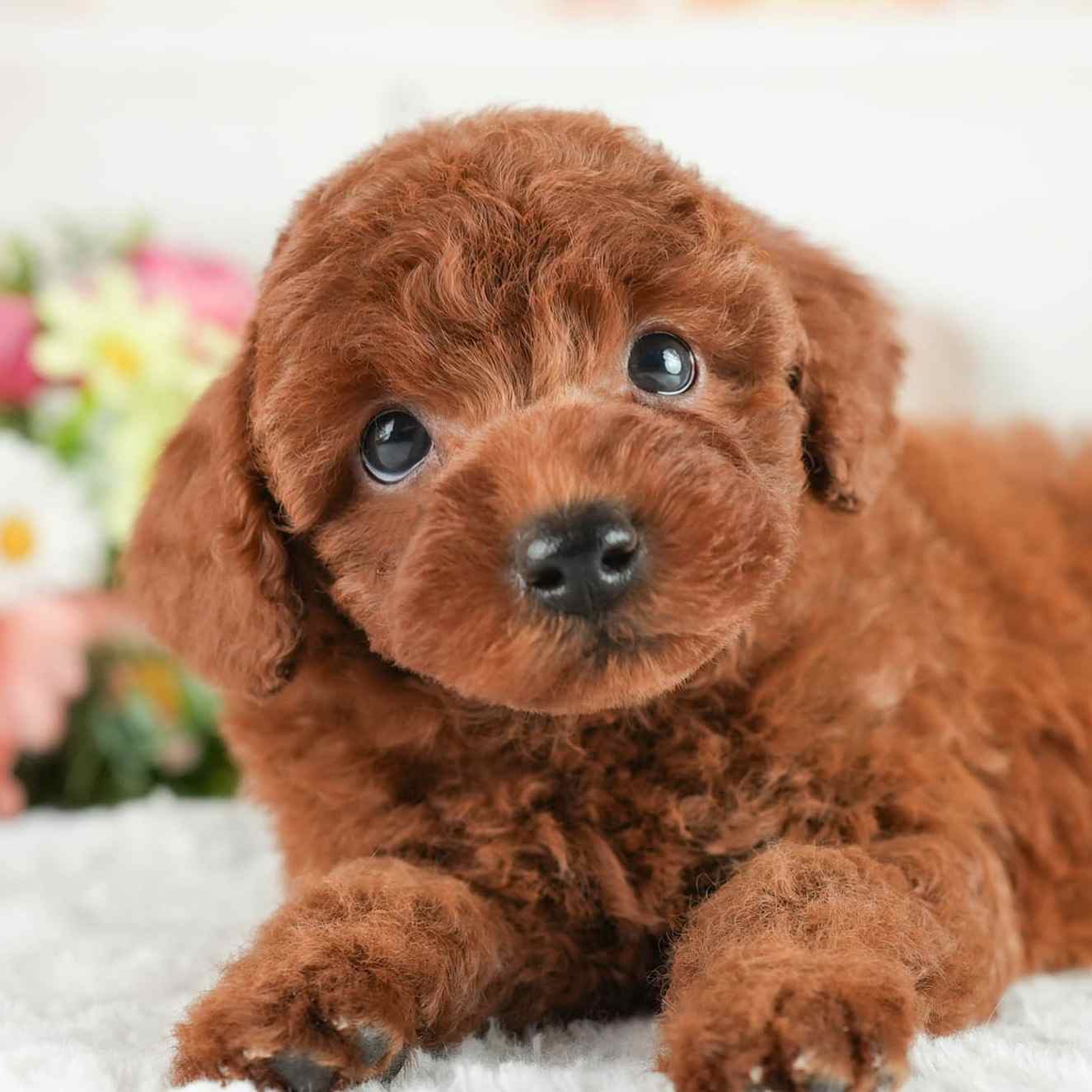トイ・プードル | 男の子 | レッド | 2026年2月2日