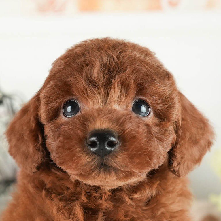 トイ・プードル | 男の子 | レッド | 2026年2月2日