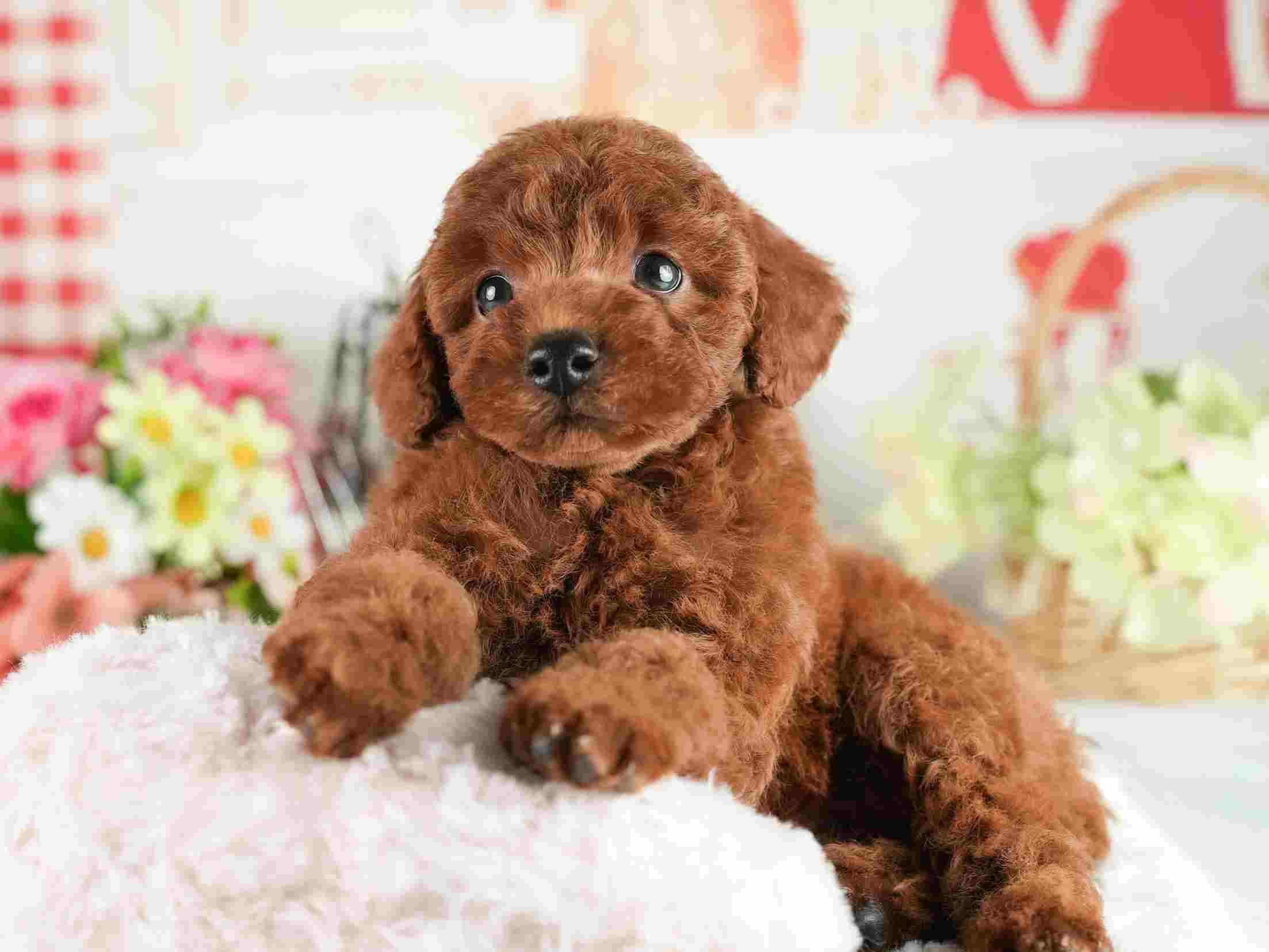 トイ・プードル | 男の子 | レッド | 2026年2月2日