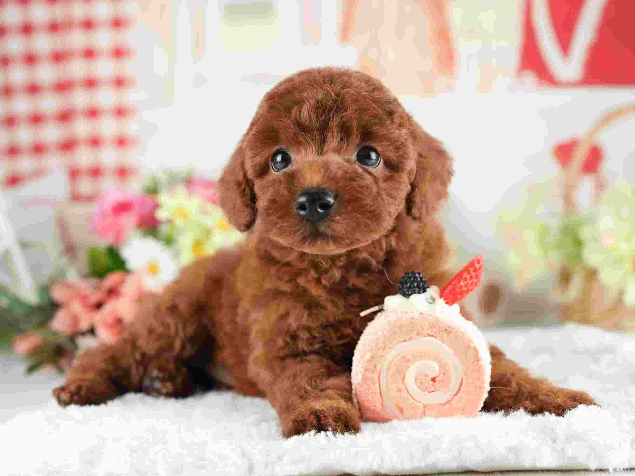 トイ・プードル | 男の子 | レッド | 2026年2月2日