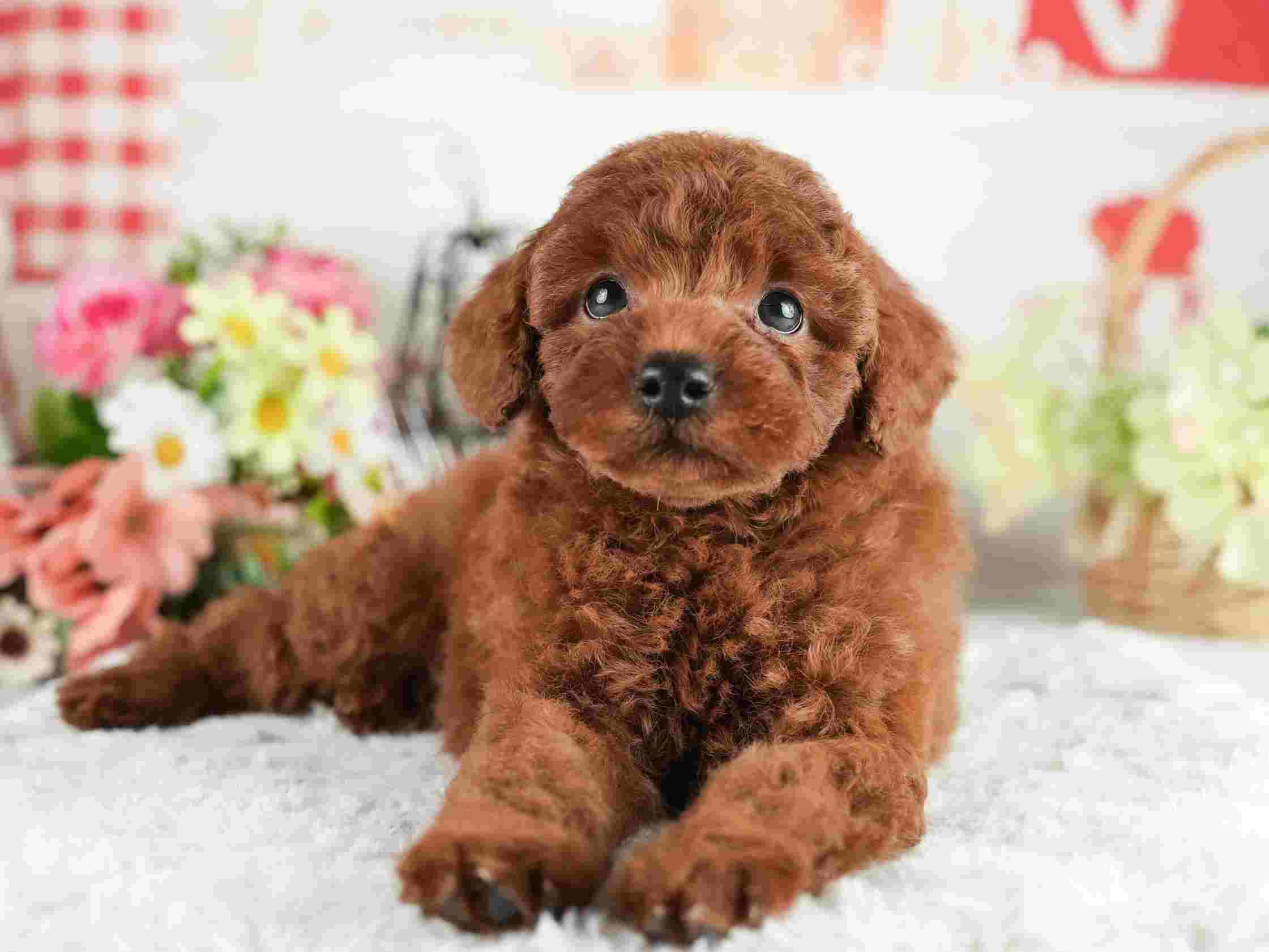 トイ・プードル | 男の子 | レッド | 2026年2月2日