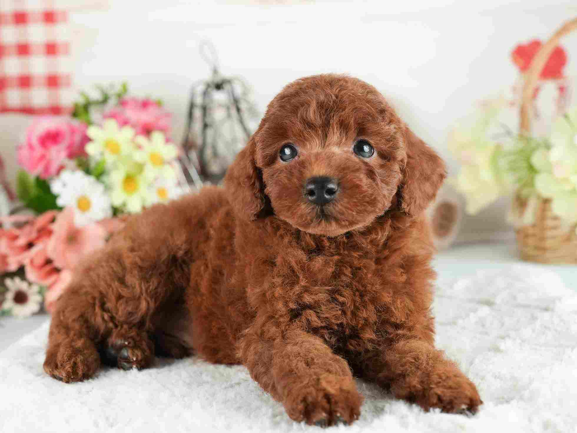 トイ・プードル | 男の子 | レッド | 2026年2月2日