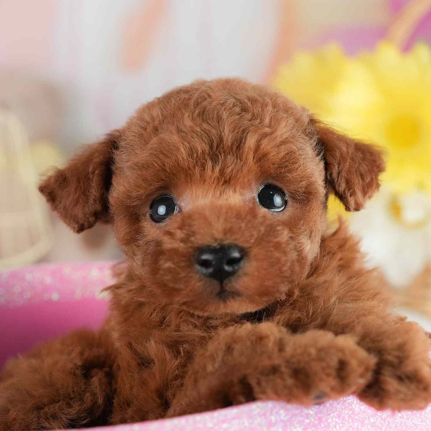 タイニー・プードル | 男の子 | レッド | 2026年2月2日