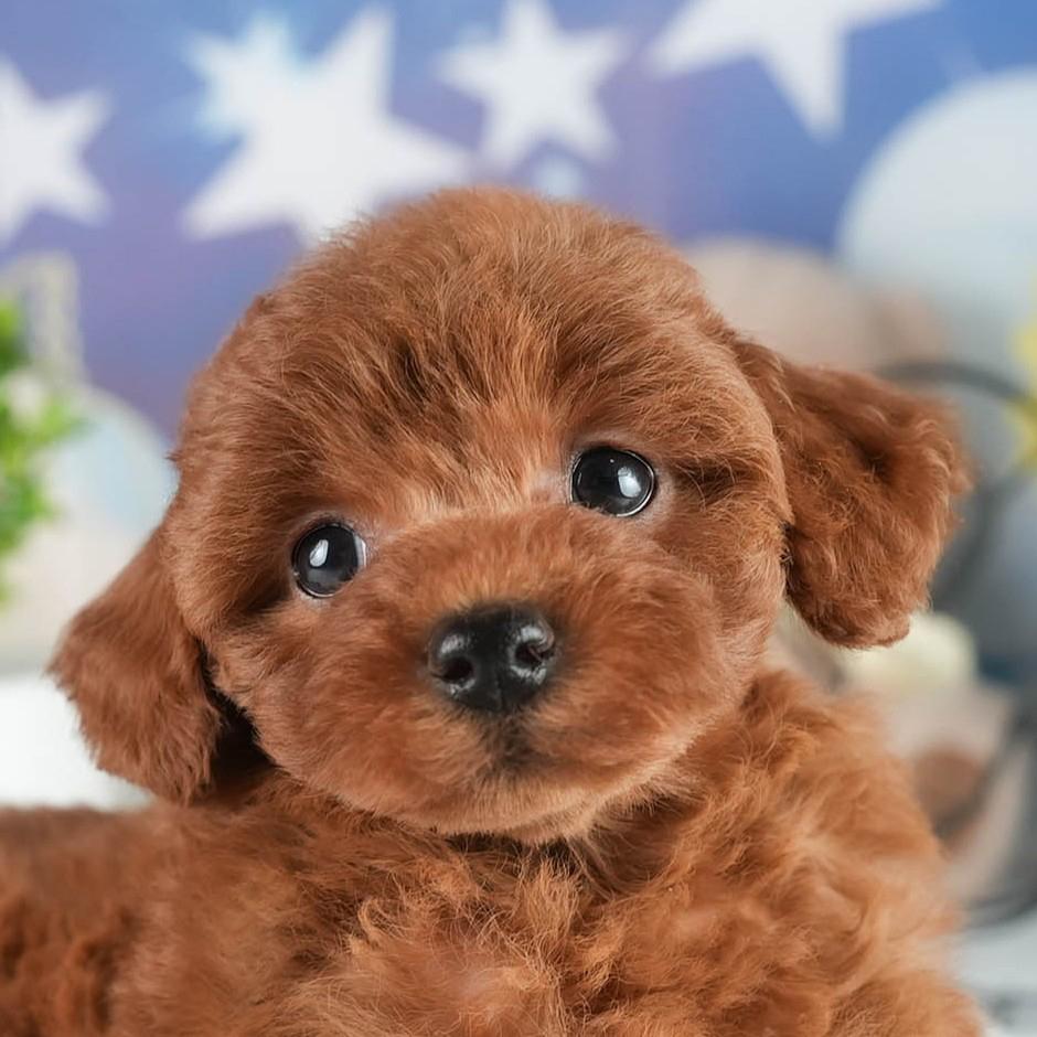 トイ・プードル | 女の子 | レッド | 2026年2月2日