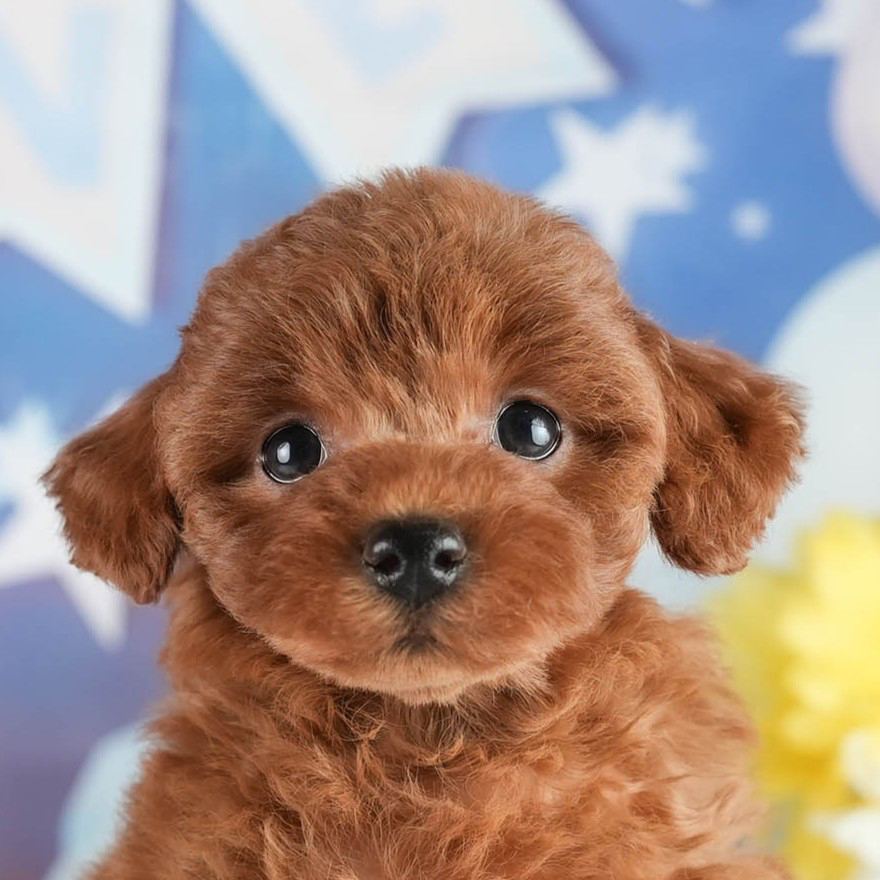 トイ・プードル | 女の子 | レッド | 2026年2月2日