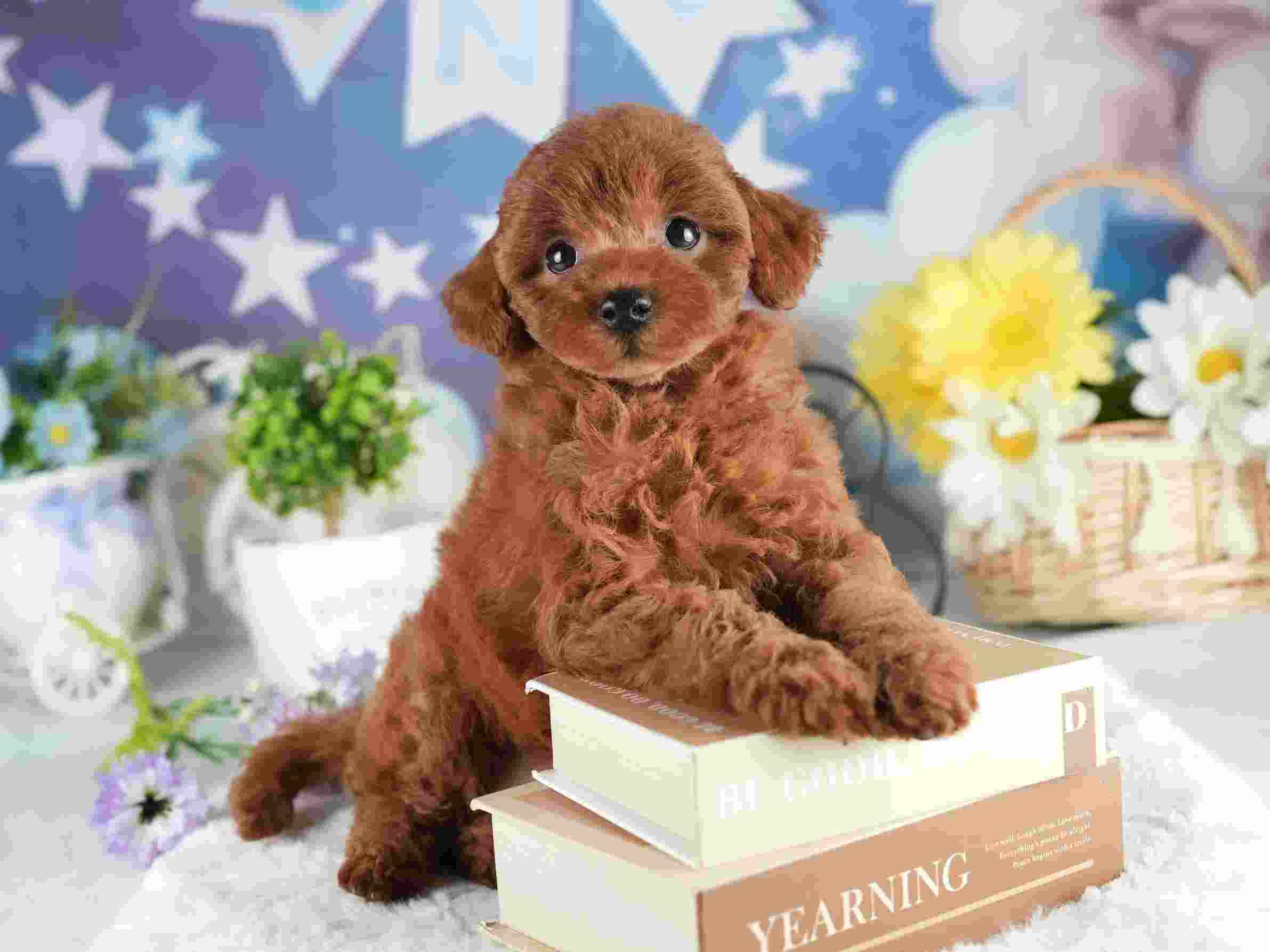 トイ・プードル | 女の子 | レッド | 2026年2月2日