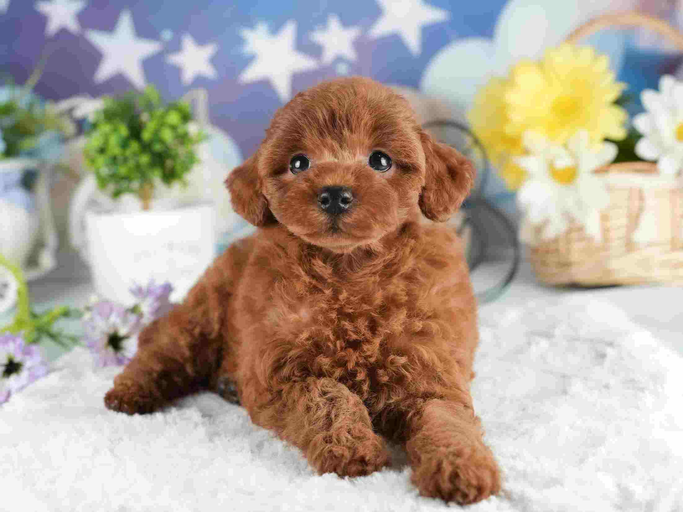 トイ・プードル | 女の子 | レッド | 2026年2月2日