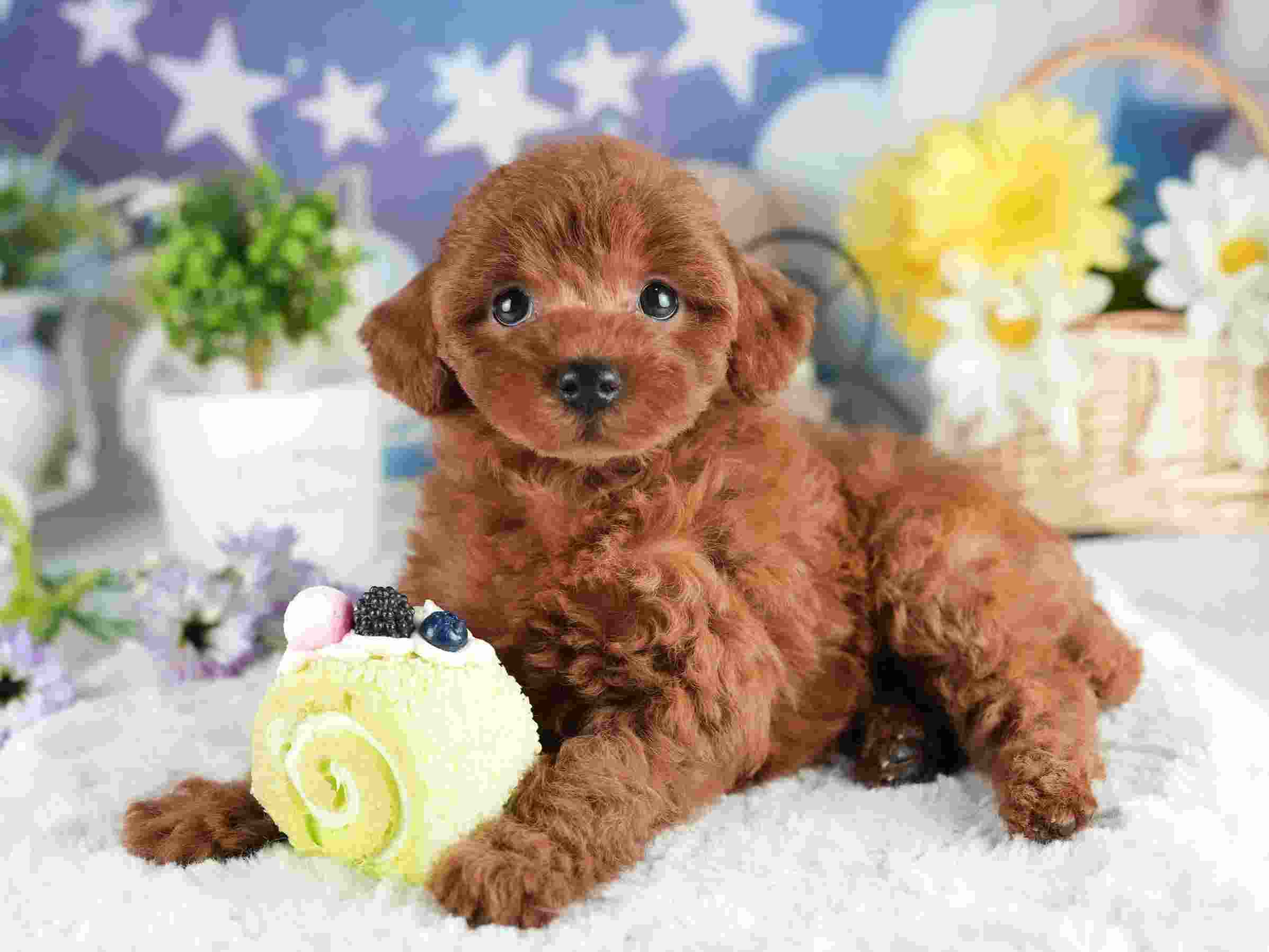 トイ・プードル | 女の子 | レッド | 2026年2月2日