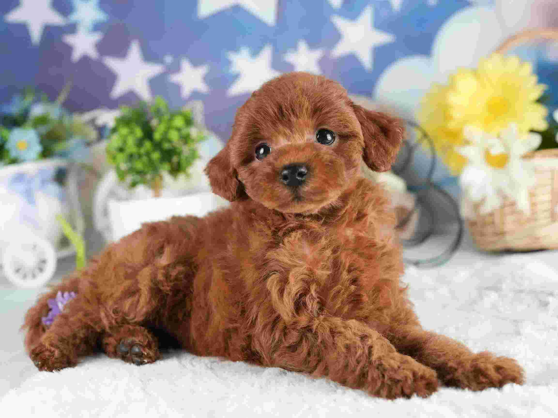 トイ・プードル | 女の子 | レッド | 2026年2月2日