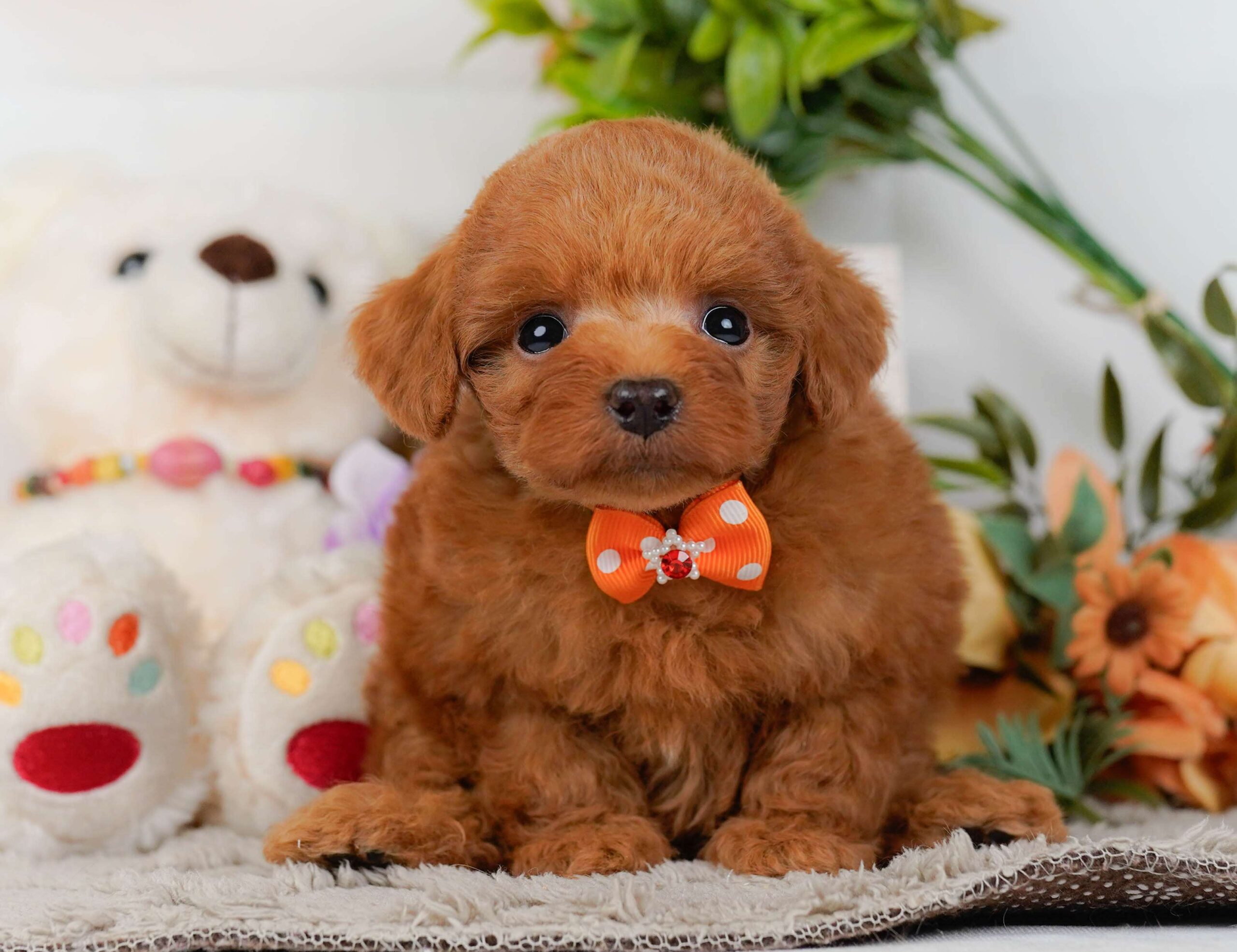 トイ・プードル | 男の子 | レッド | 2026年2月2日