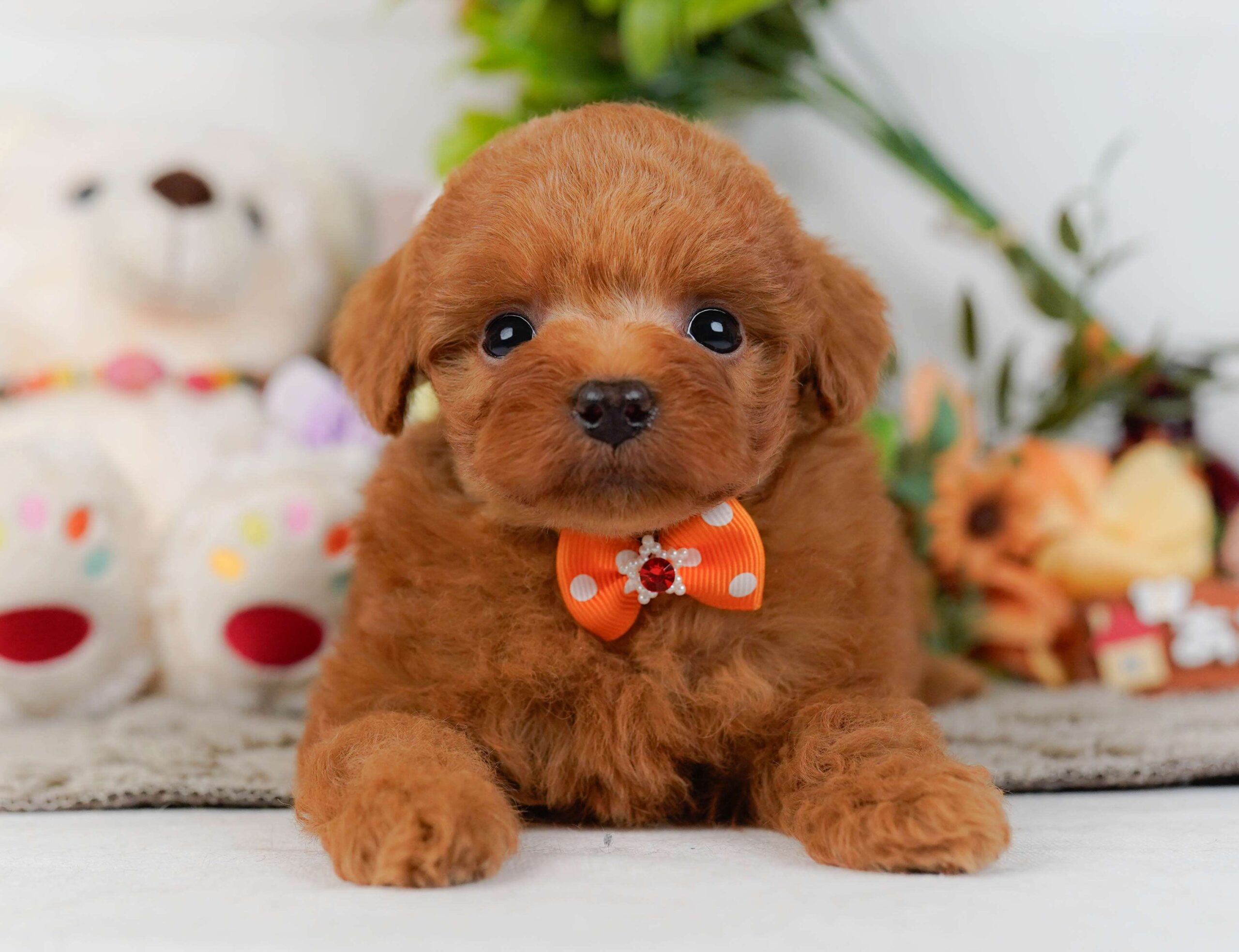 トイ・プードル | 男の子 | レッド | 2026年2月2日