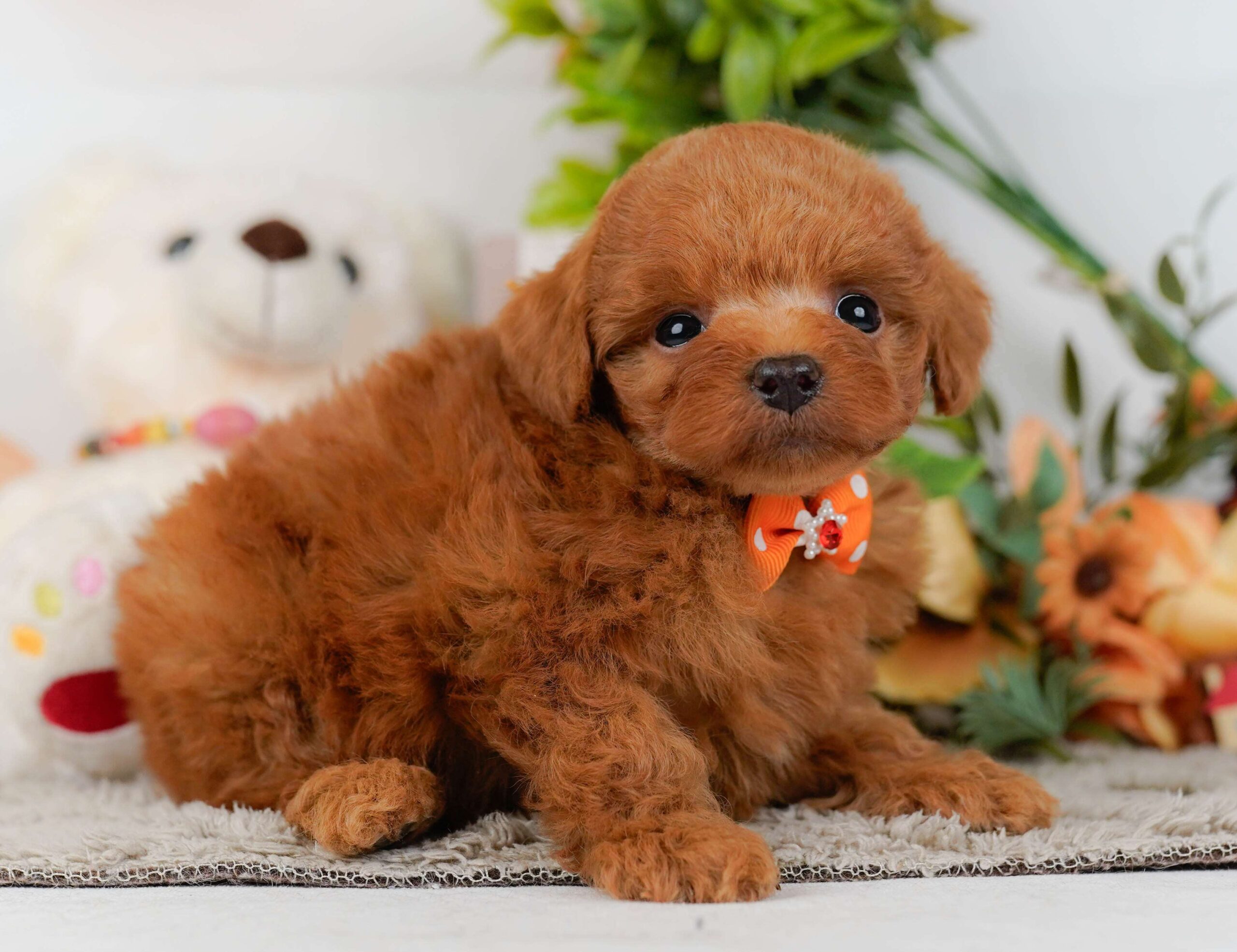 トイ・プードル | 男の子 | レッド | 2026年2月2日