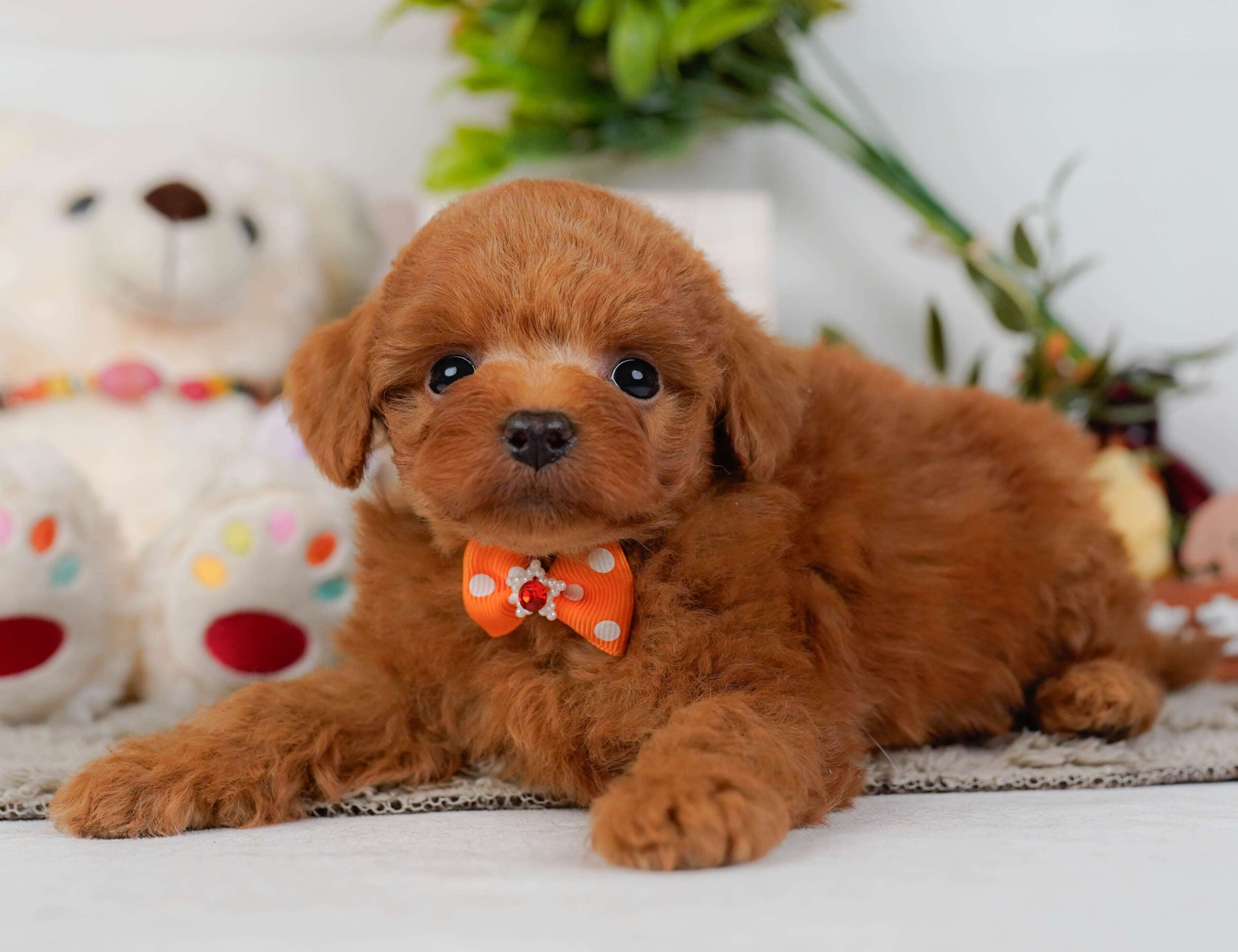 トイ・プードル | 男の子 | レッド | 2026年2月2日