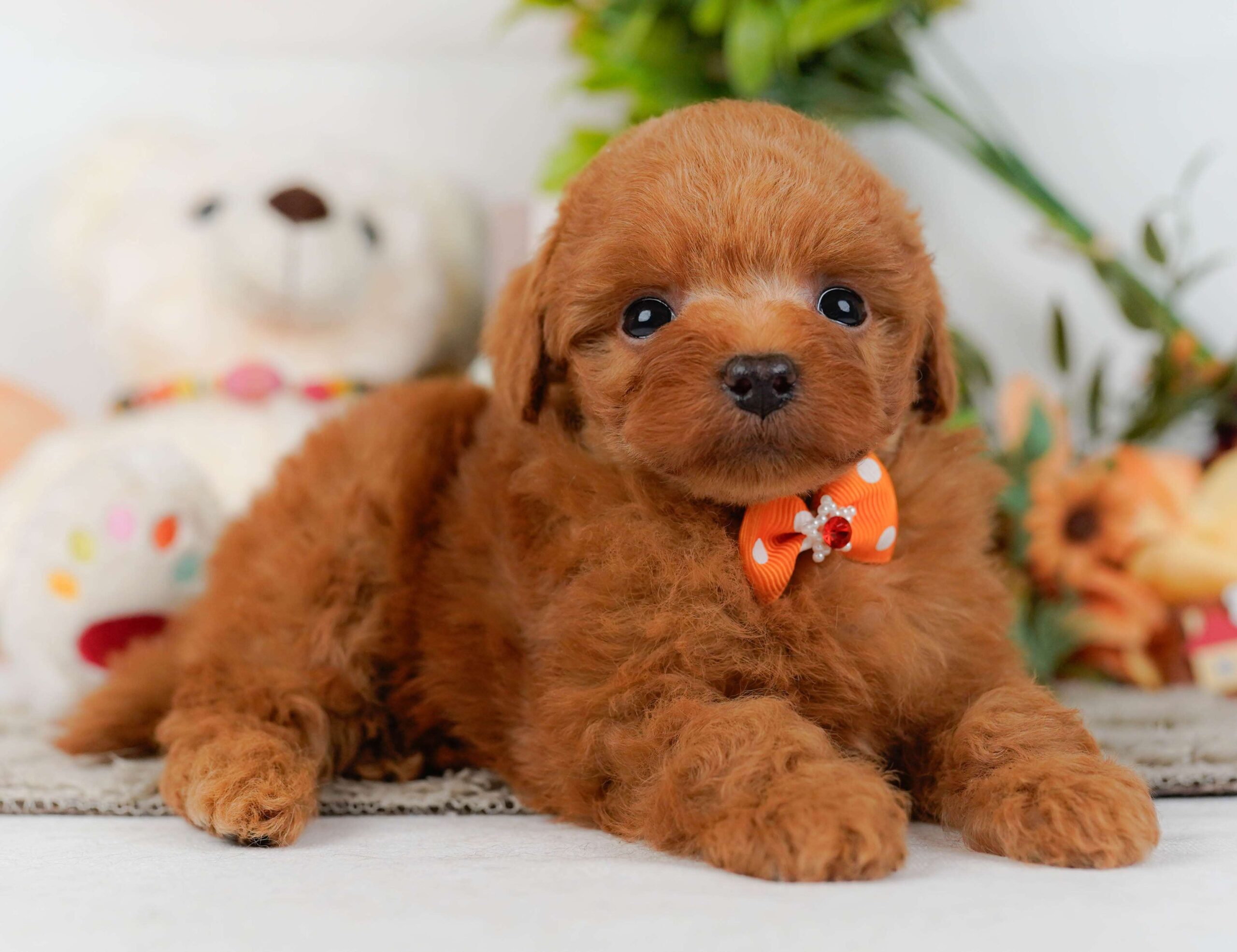 トイ・プードル | 男の子 | レッド | 2026年2月2日
