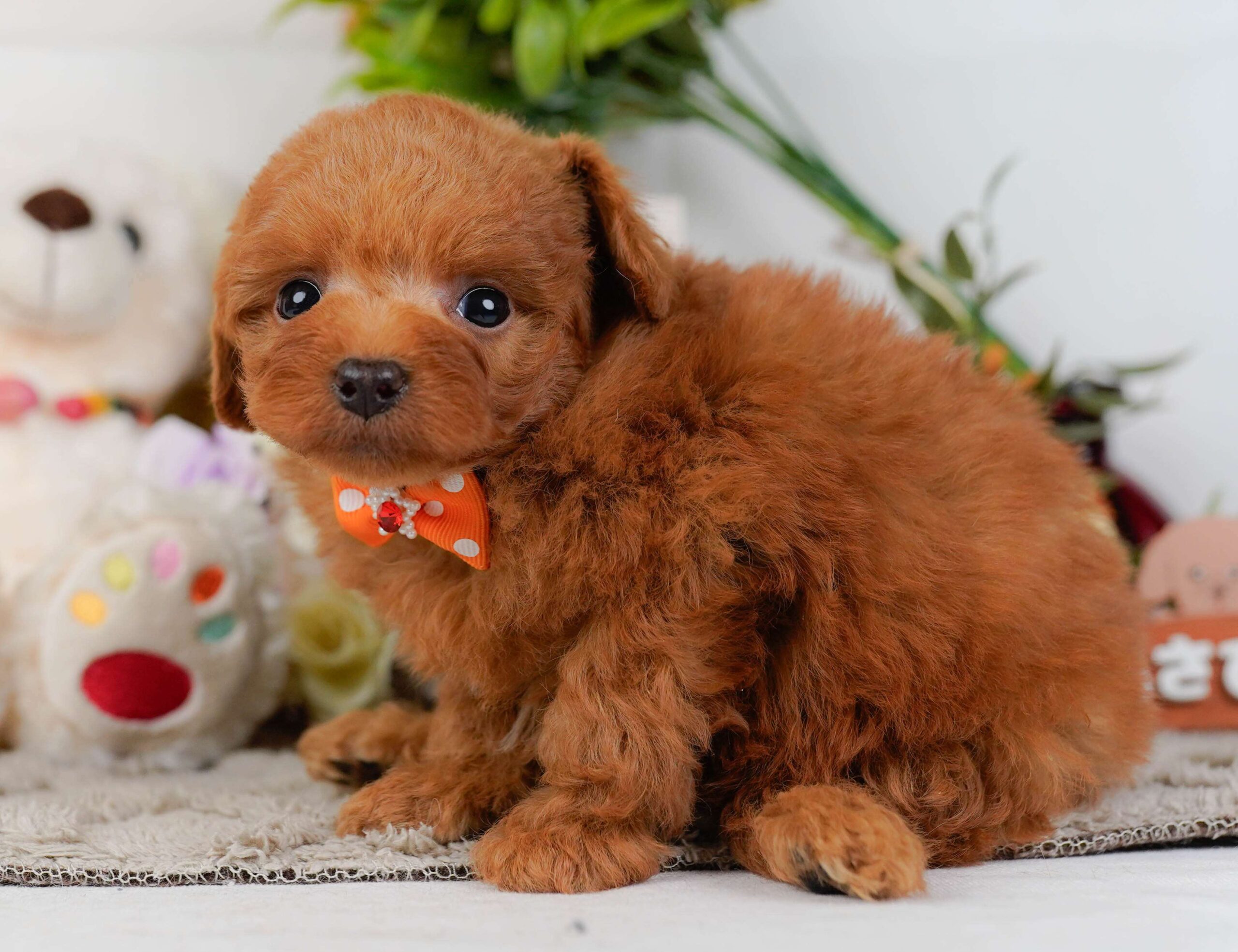 トイ・プードル | 男の子 | レッド | 2026年2月2日