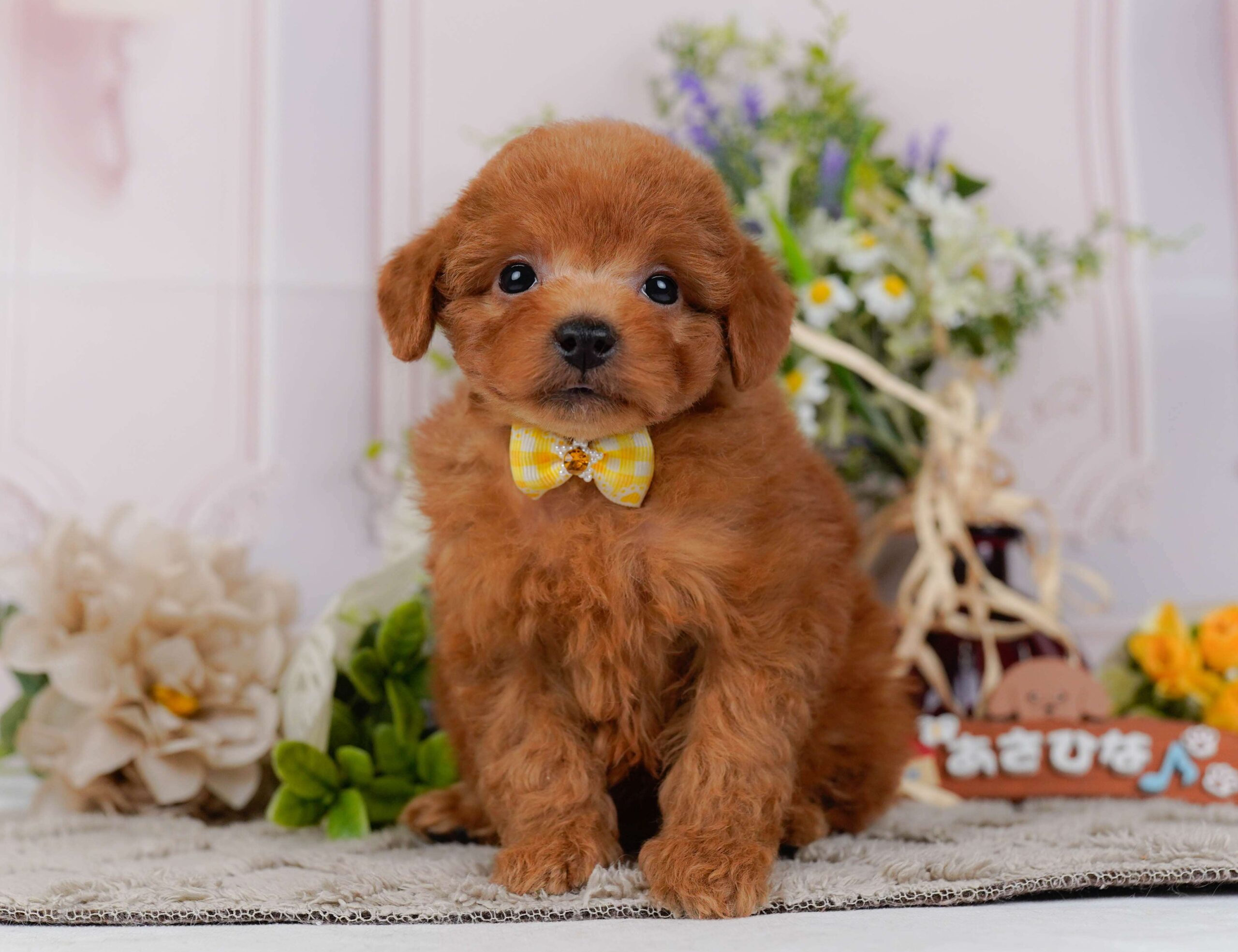 トイ・プードル | 女の子 | レッド | 2026年2月2日