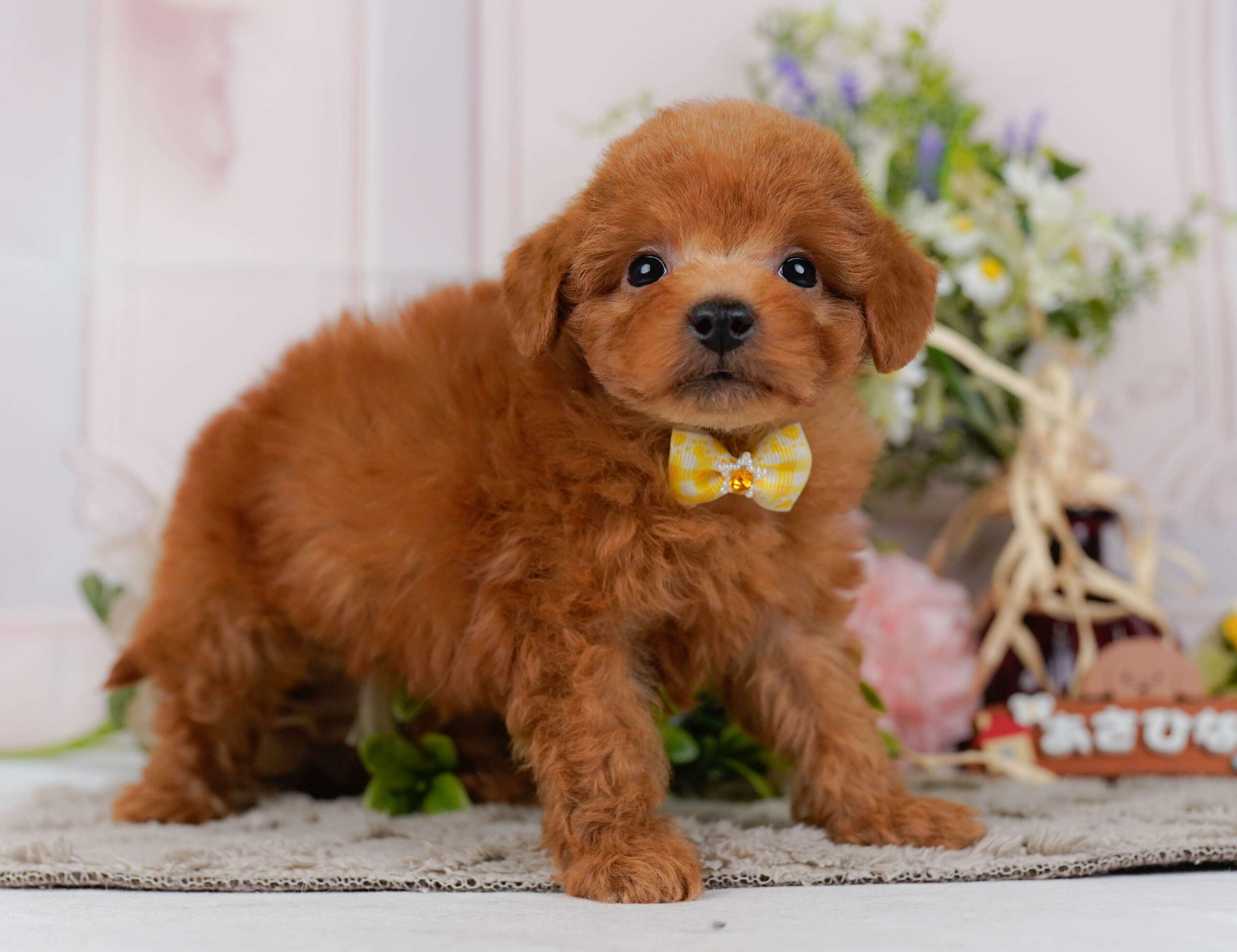 トイ・プードル | 女の子 | レッド | 2026年2月2日