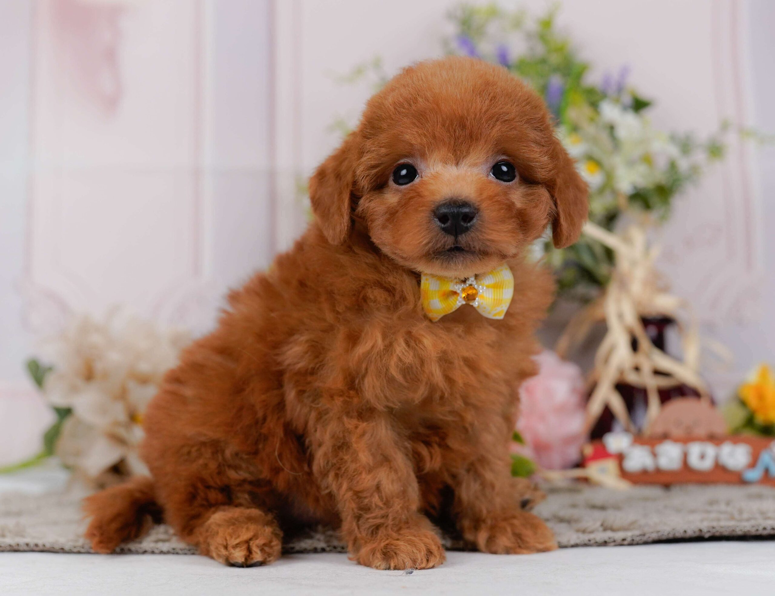 トイ・プードル | 女の子 | レッド | 2026年2月2日