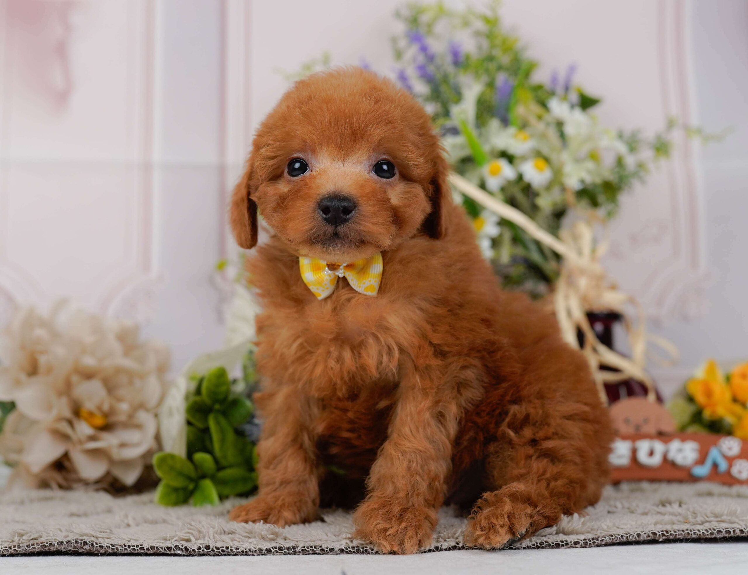 トイ・プードル | 女の子 | レッド | 2026年2月2日