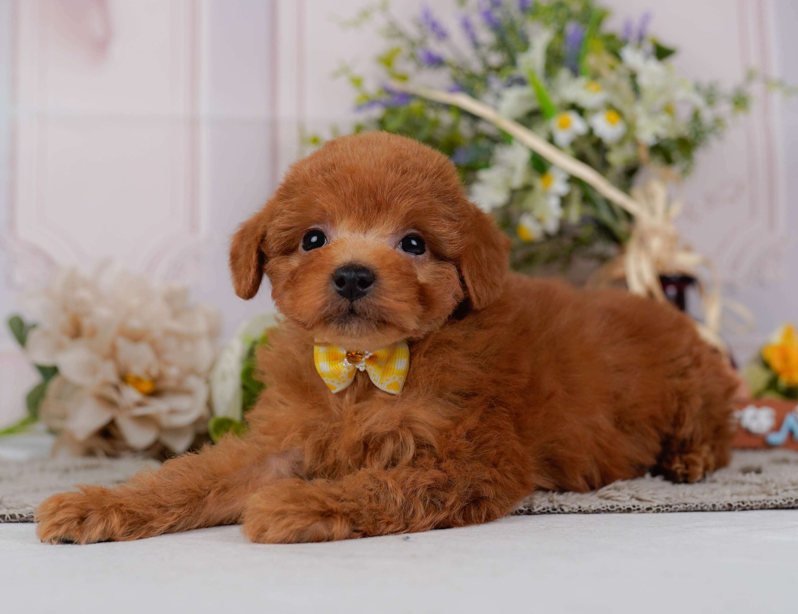 トイ・プードル | 女の子 | レッド | 2026年2月2日